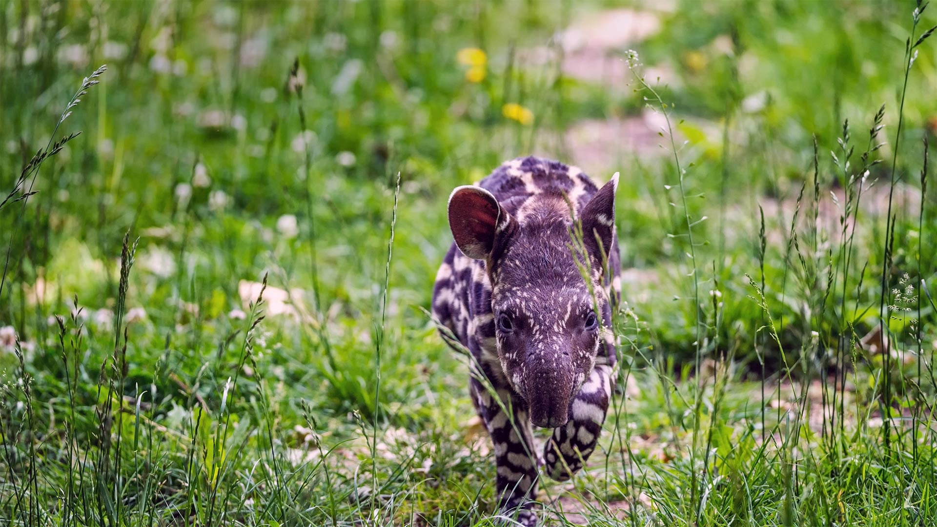 Tapir, Baby, Natur, Schnoz, Bildgalerie, 1920x1080 Full HD Desktop