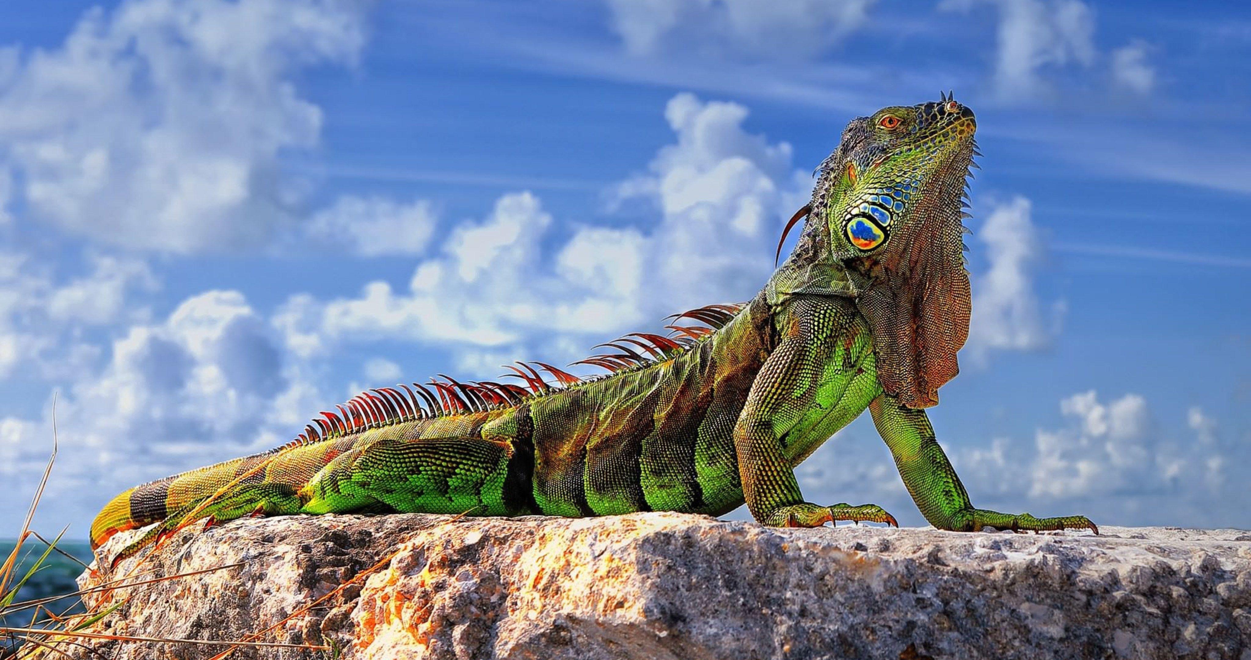 Grüner Leguan, 4K, ultra HD, Reptilien, Tiere, 4100x2160 4K Desktop