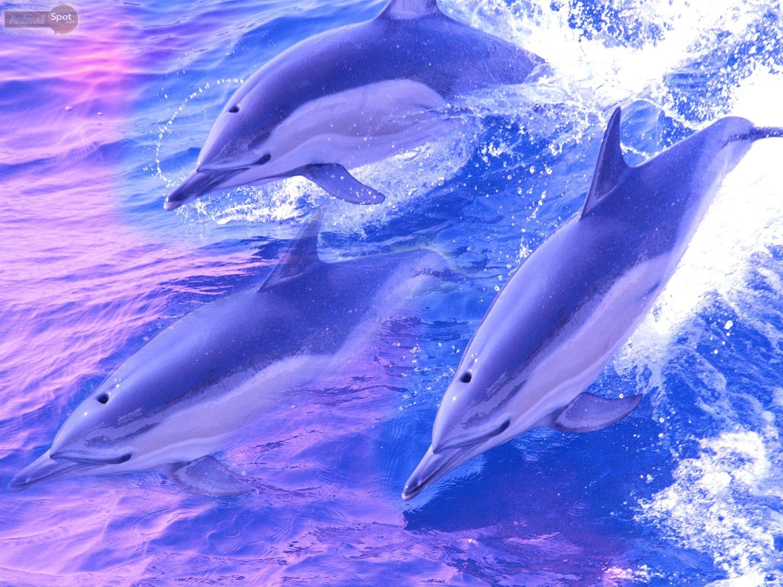 Delphin, 091 MB, Meeressäugetier, Ozeanisch, Tierwelt, 1600x1200 HD Desktop