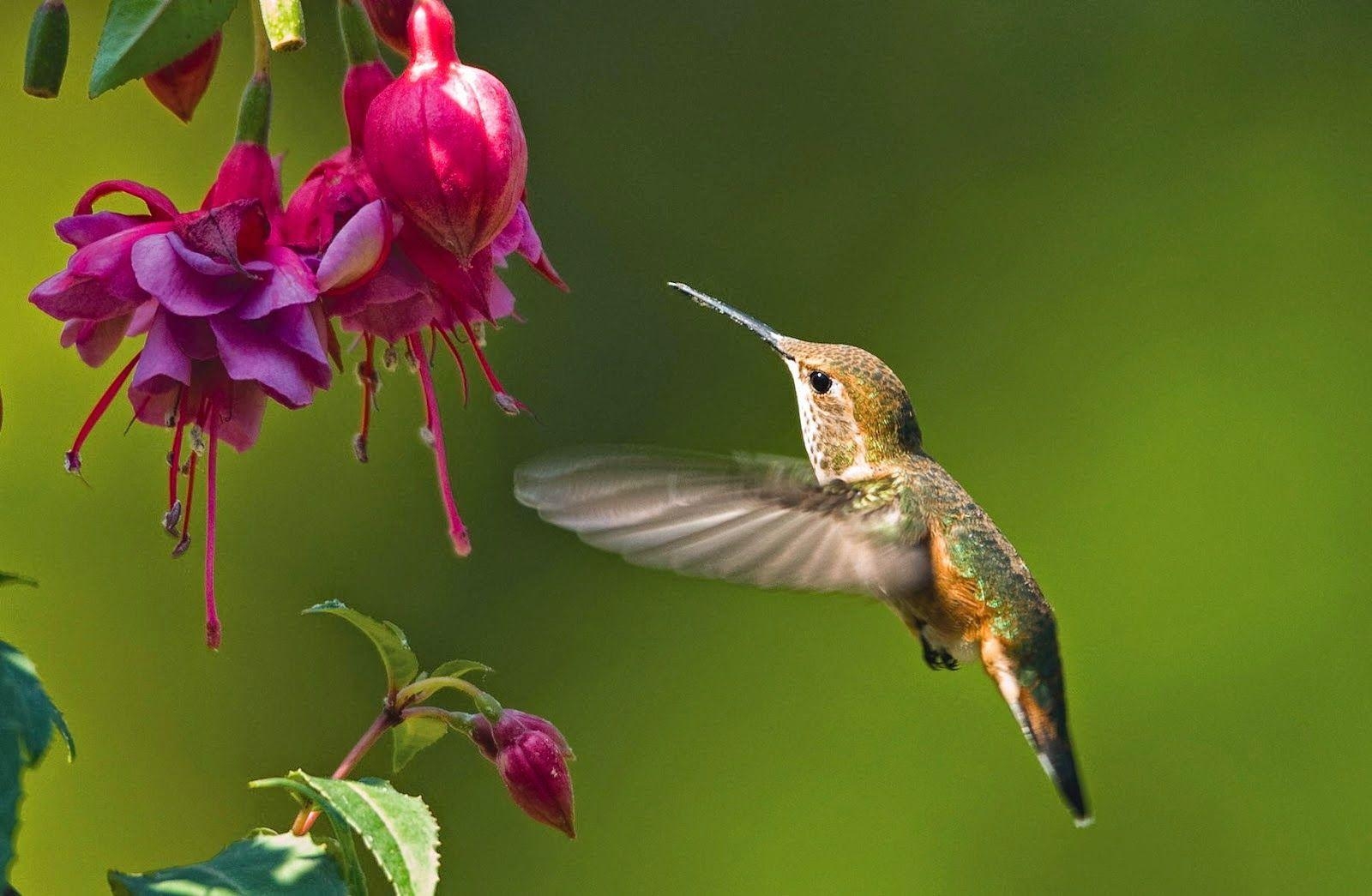 Kolibri, Tierwelt, Hintergrund, Idee, Bild, 1600x1050 HD Desktop