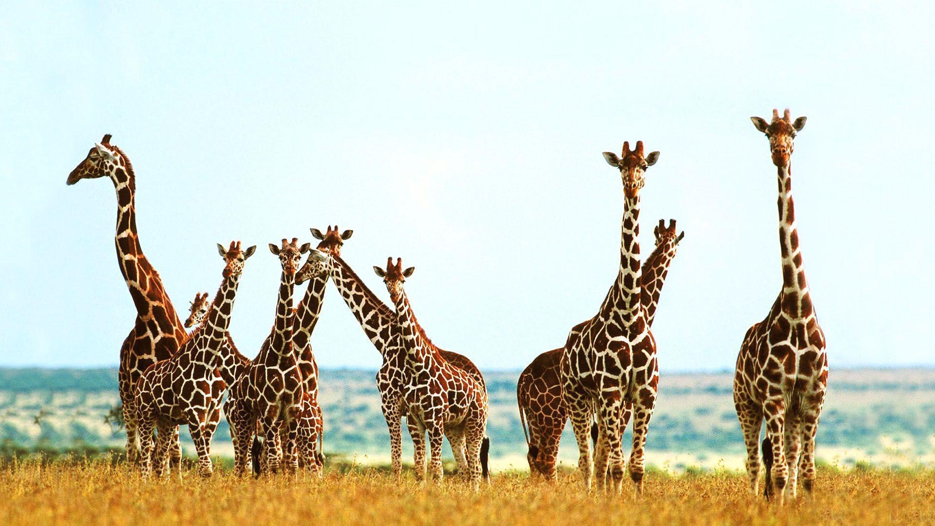 Giraffenbild, Tiere, HD, Safari, Hals, 1920x1080 Full HD Desktop