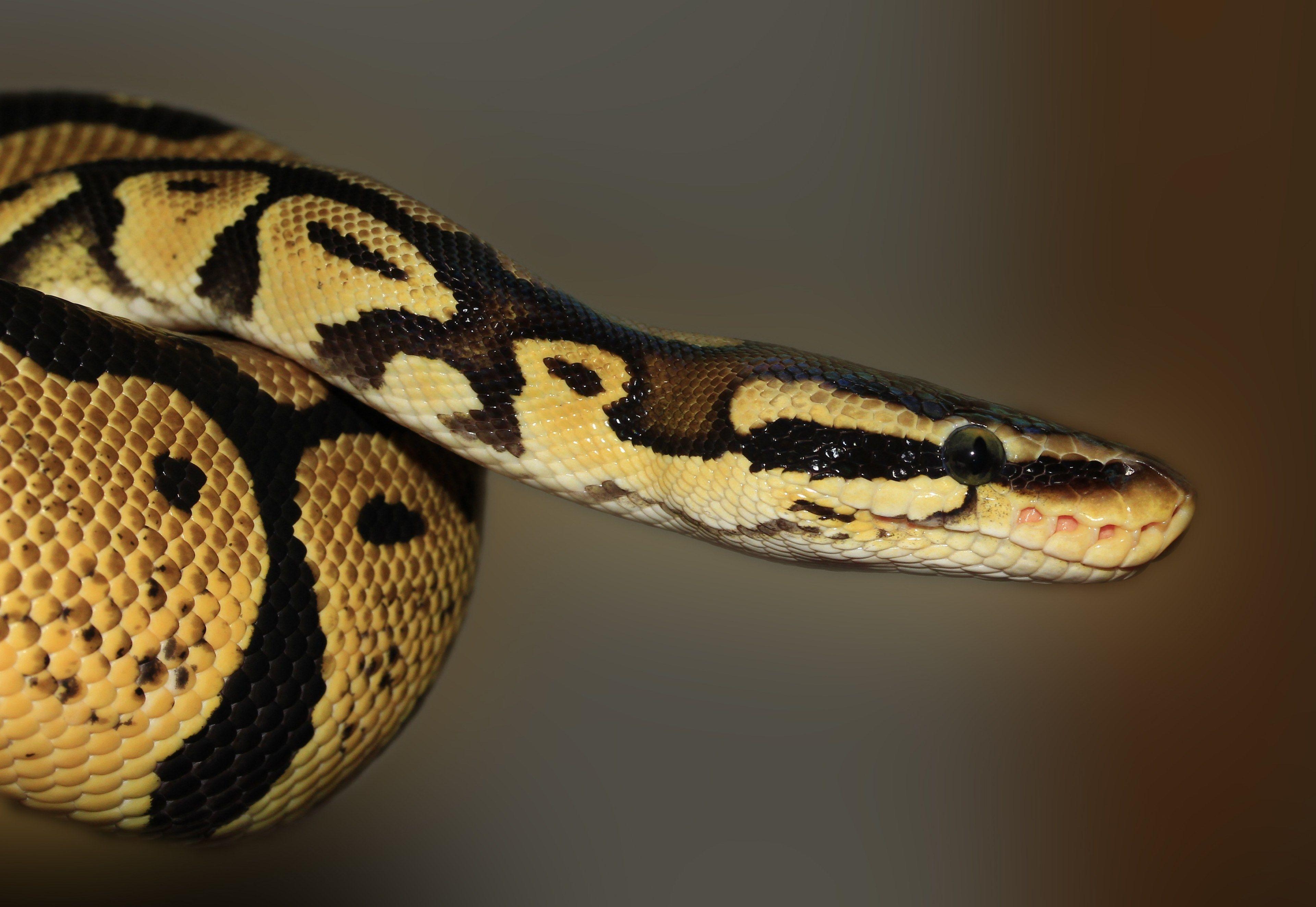 Ball Python, Schönheit, Golden, 4K, Reptil, 3840x2650 4K Desktop