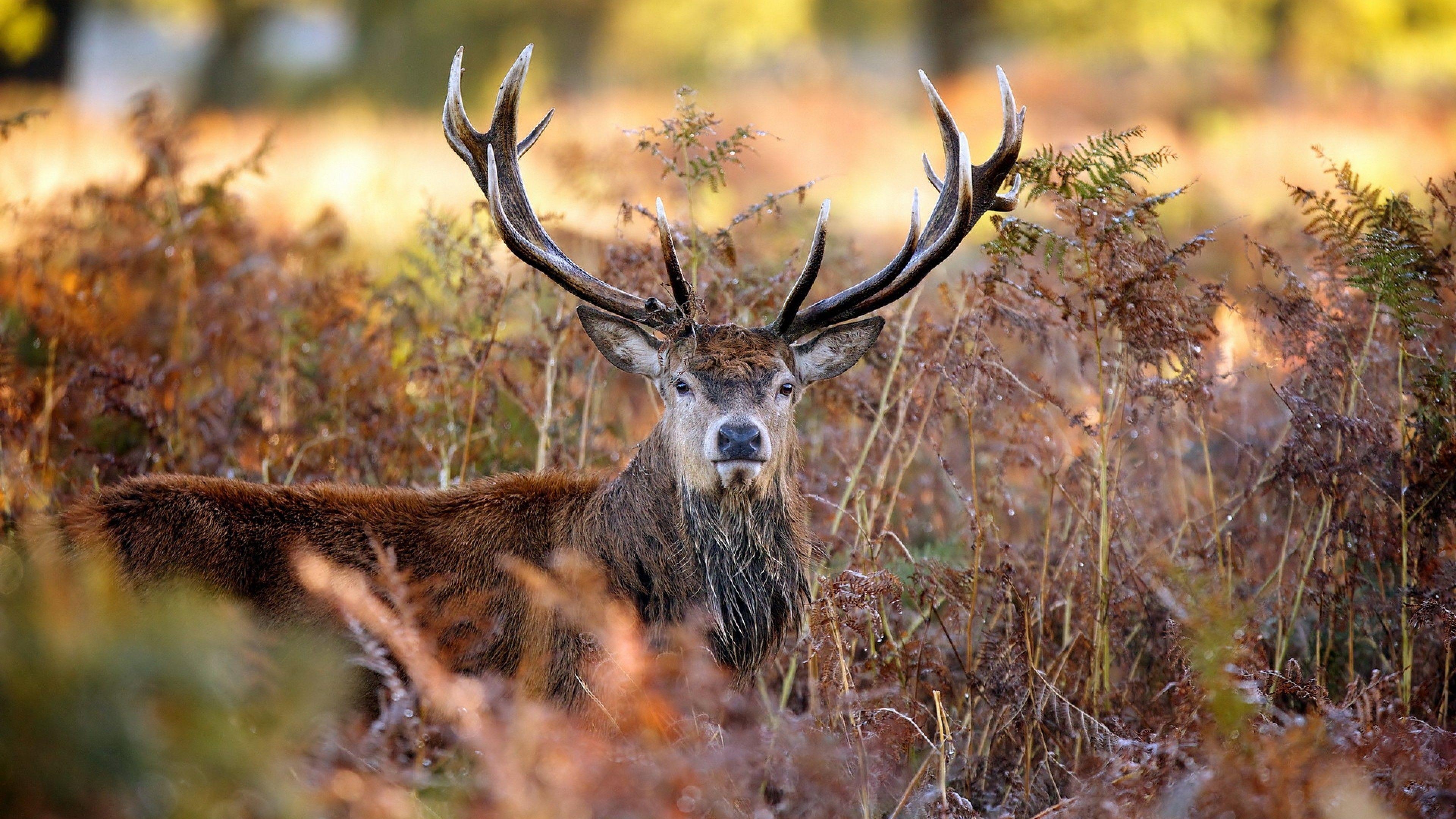 Hirsch, Tierwelt, Hintergrund, Wildnatur, Bilder, 3840x2160 4K Desktop