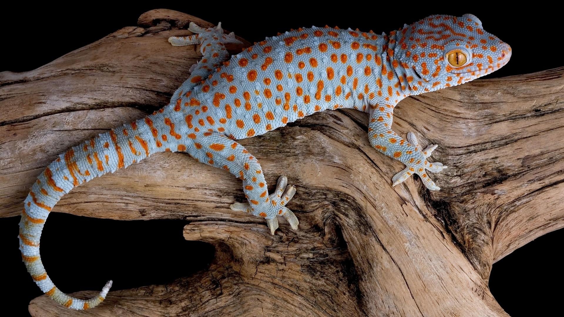 Tokay-Gecko, HD, Tiere, Exotisch, Eidechse, 1920x1080 Full HD Desktop