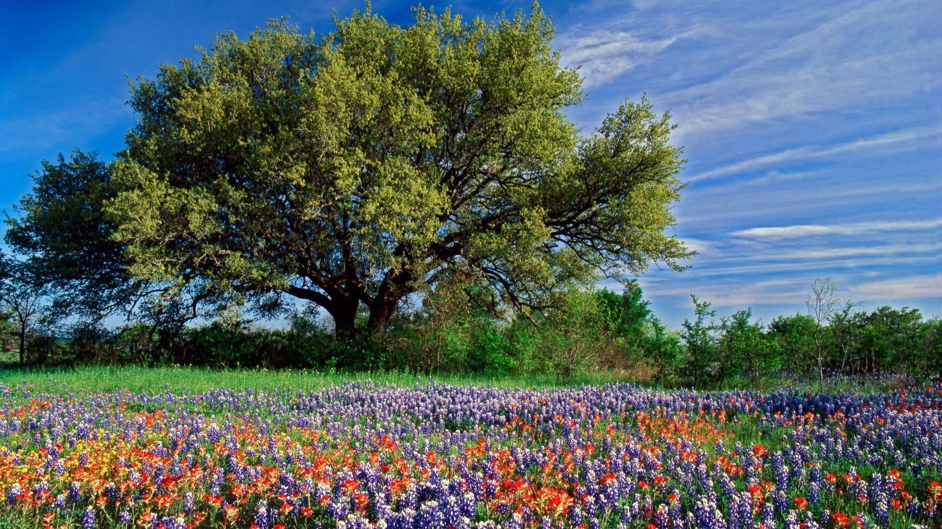 Texas Reisen, Bluebonnet, Natur, 1920x1080 Full HD Desktop