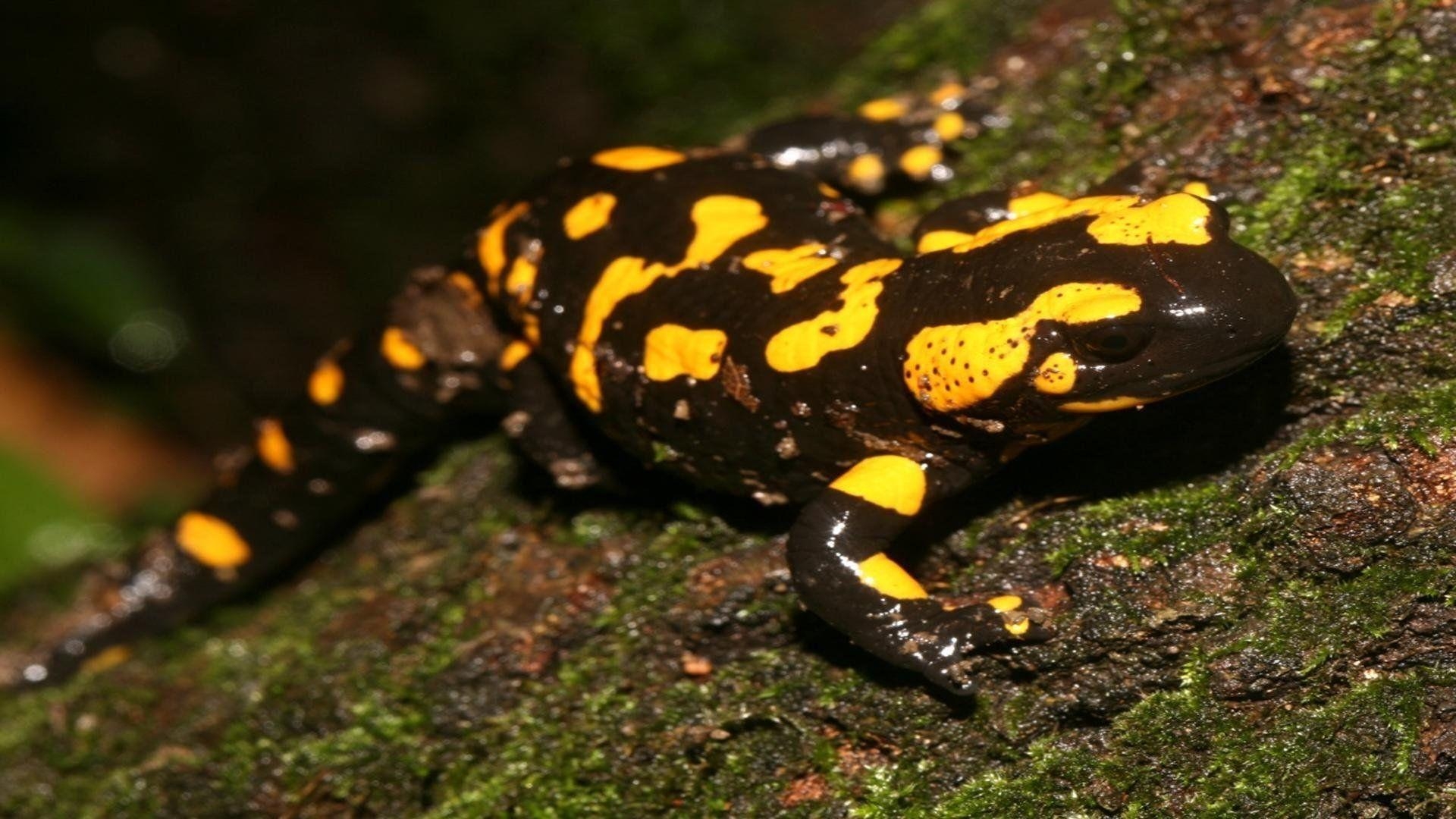 Salamander Küste, Naturmalerei, Farbenpracht, Amphibien, 1920x1080 Full HD Desktop