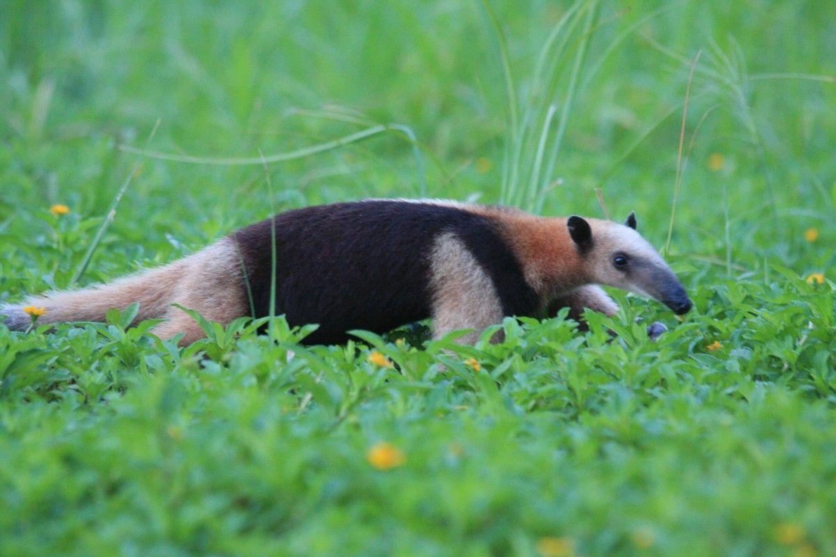 Ameisenbär, Tier, Exotisch, Online, Natur, 1200x800 HD Desktop