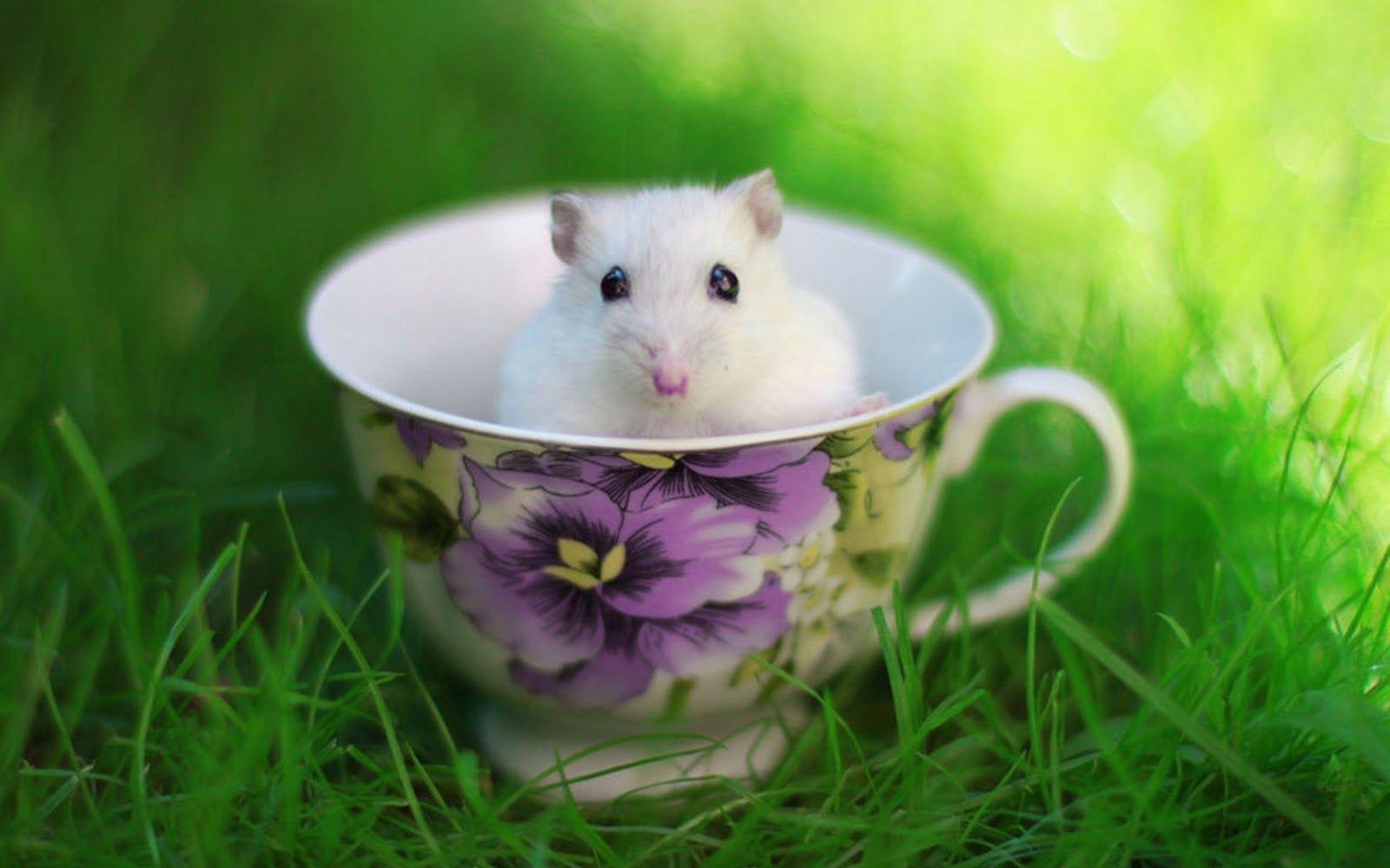 Hamster, süß, 4K, Hintergrundbild, Tier, 1600x1000 HD Desktop