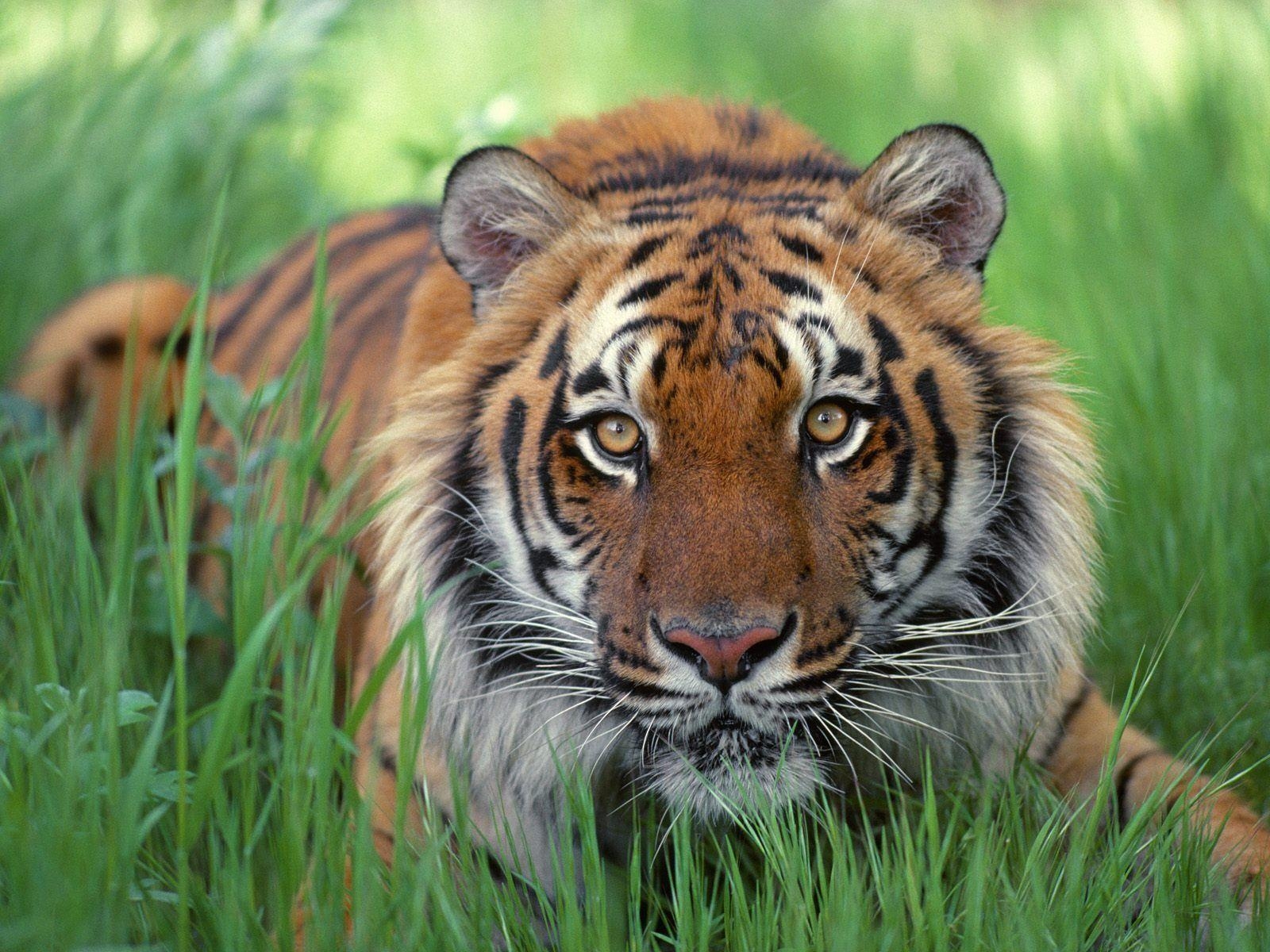 Tiger, Gratis-Download, Hintergrundbild, Natur, Wild, 1600x1200 HD Desktop