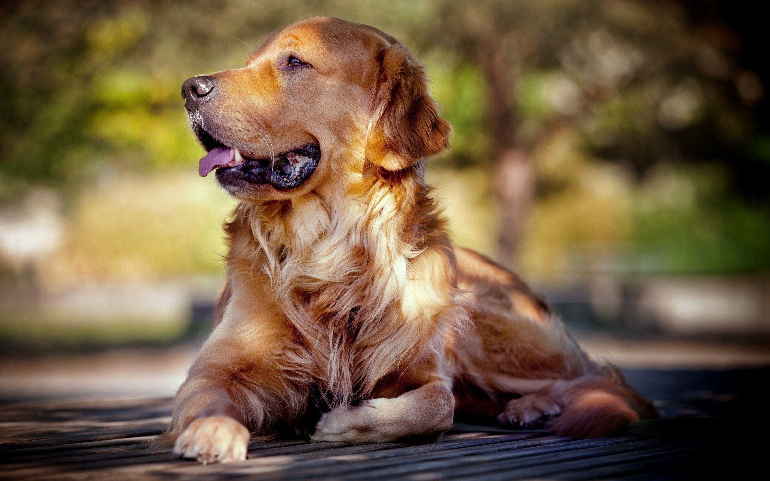 Goldener Retriever, Hund, Freund, 1600px, Begleiter, 2560x1600 HD Desktop