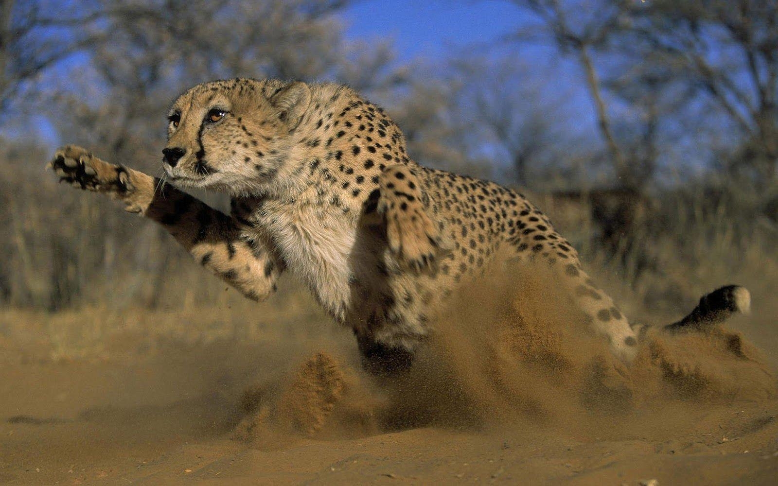 HD, Gepard, Tiere, Wild, Hintergrund, 1600x1000 HD Desktop