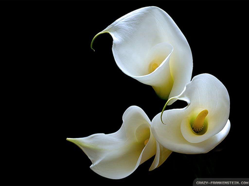 Calla-Lilie, Flora, Eleganz, Blume, Natur, 1030x770 HD Desktop