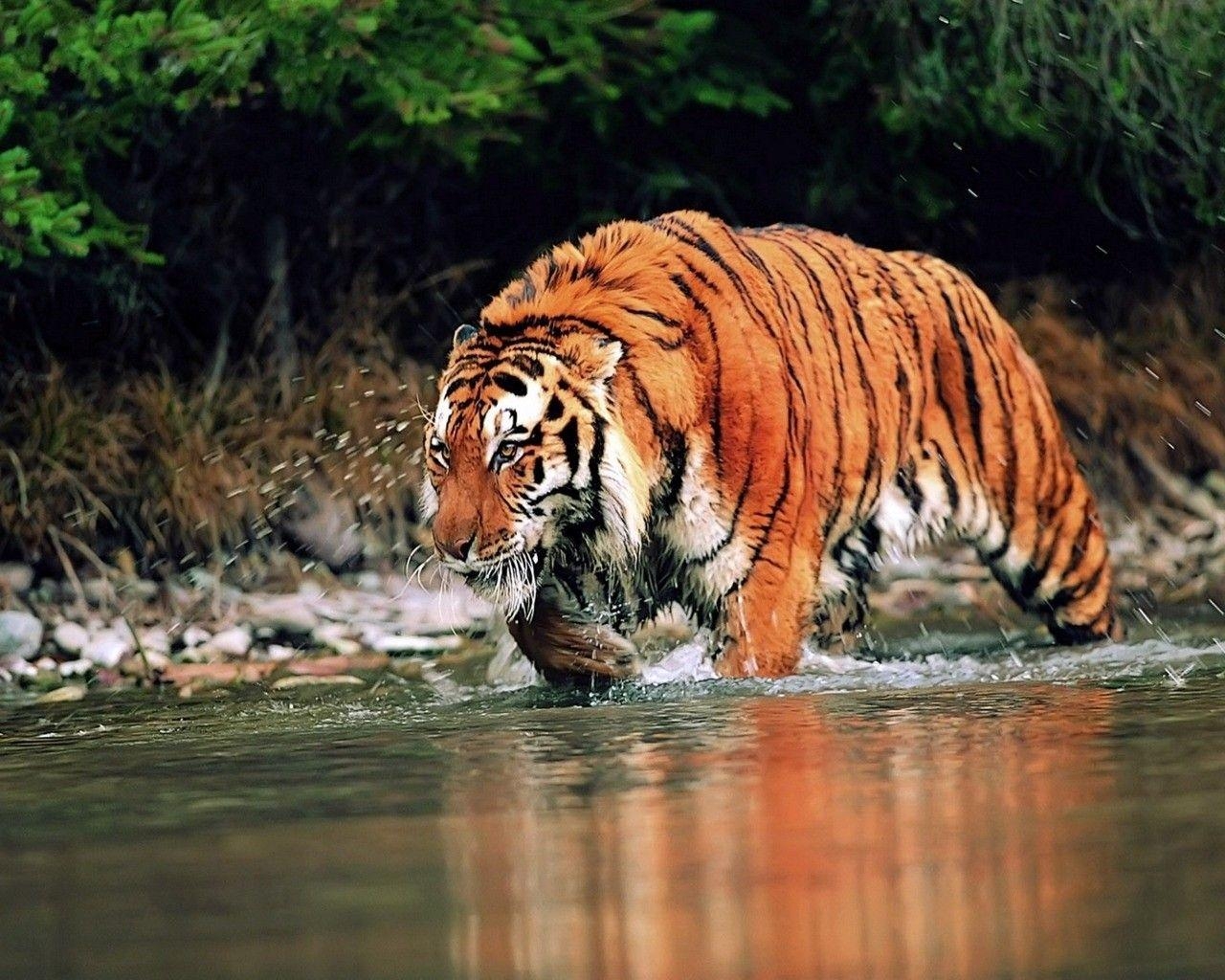 Wildtiere, Hintergrund, Tiere, Natur, Schöne, 1280x1030 HD Desktop