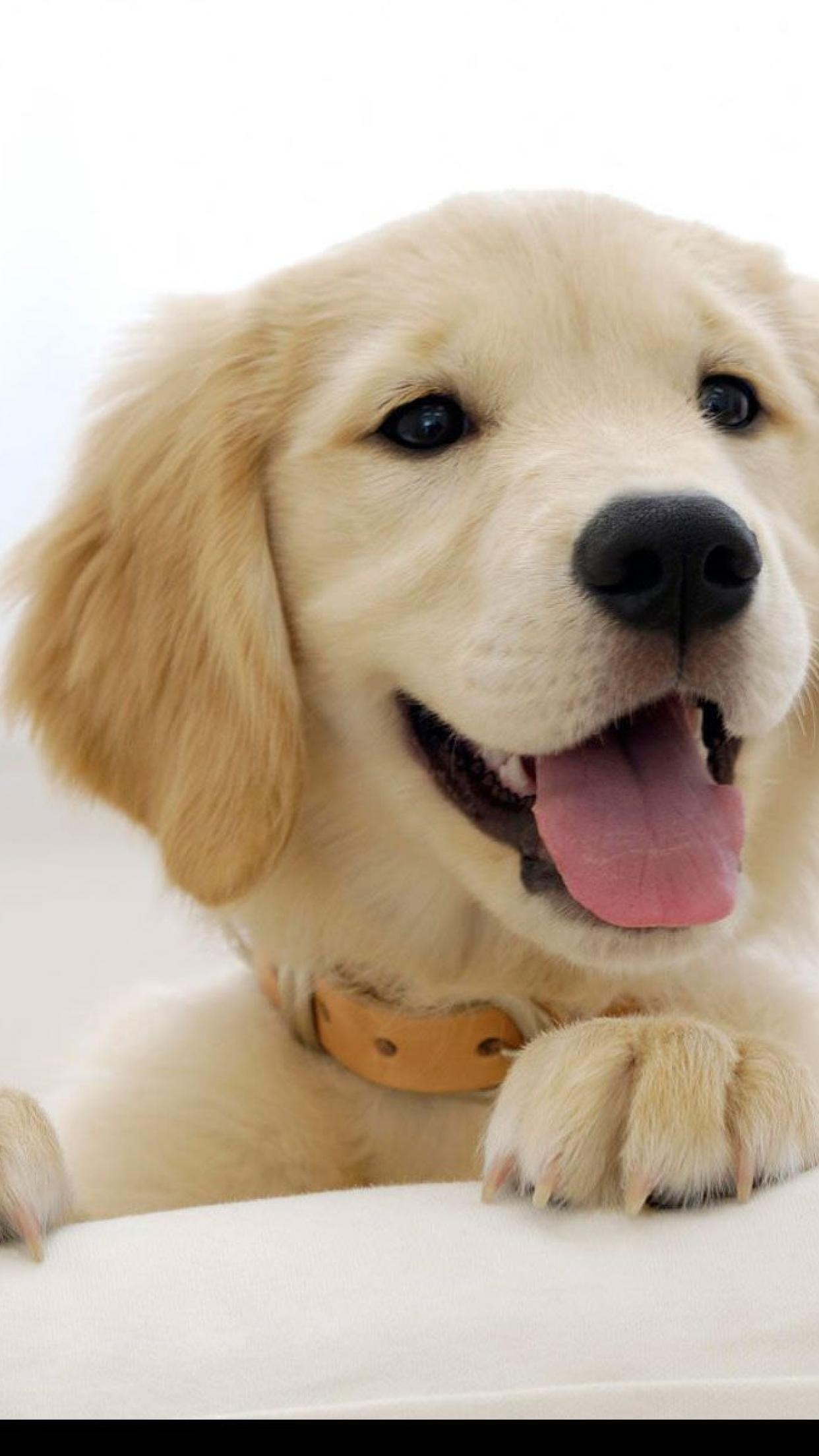 Golden Retriever, HD Hintergrund, Liebevoll, Freundlich, Tierfoto, 1250x2210 HD Handy