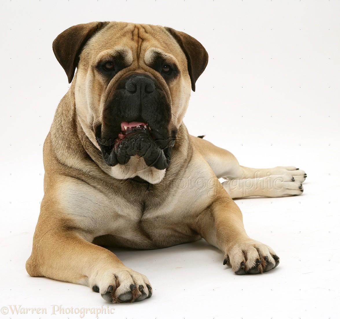 Bullmastiff, Hund, Foto, Bild, Kopf, 1180x1110 HD Desktop