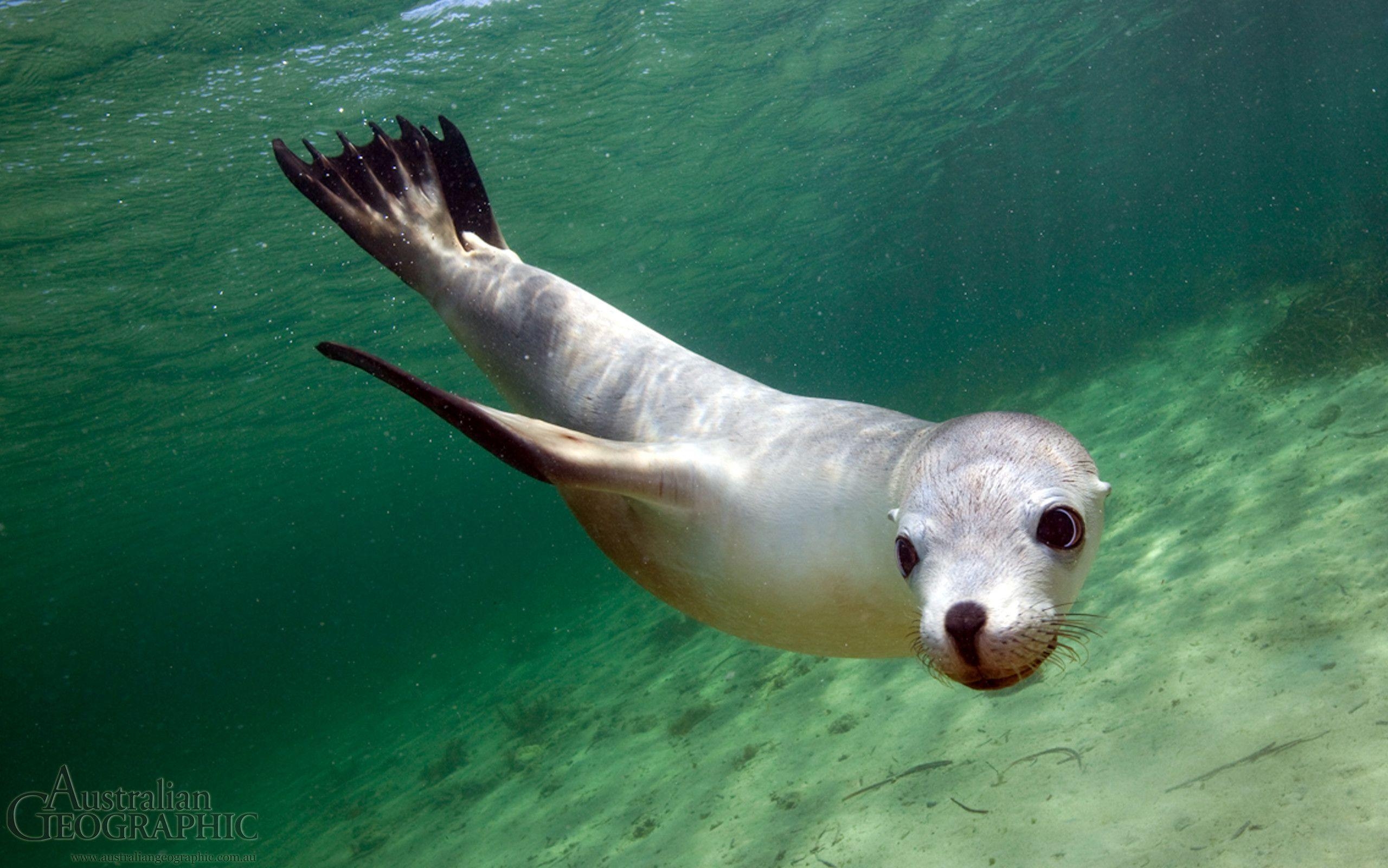 Seelöwe, Baby, 1600, Bild, Niedlich, 2560x1600 HD Desktop