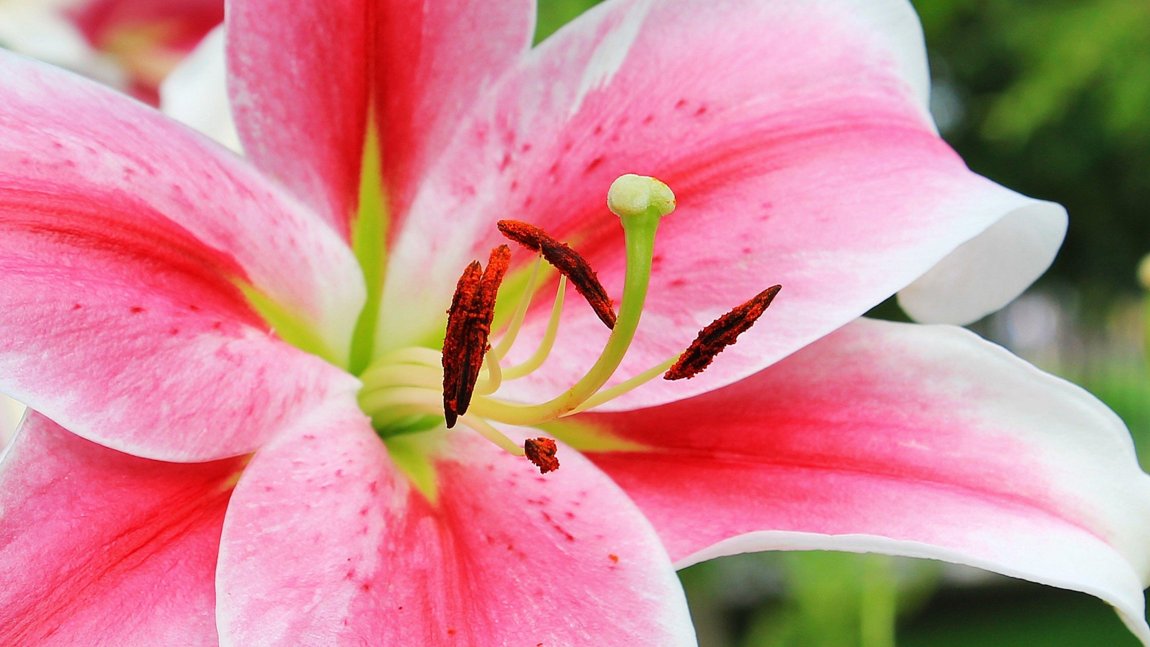 Stargazer Lily, Natur, Hintergrund, Blume, Schönheit, 3840x2160 4K Desktop