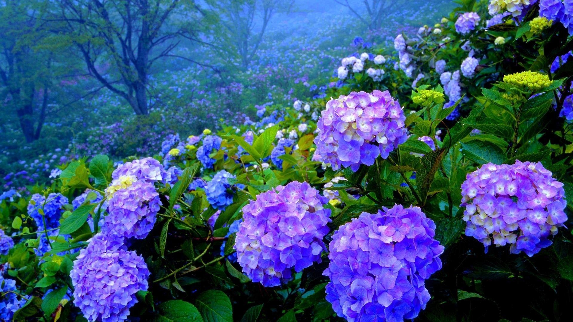 Hortensie, Flora, Wandbild, Natur, Schön, 1920x1080 Full HD Desktop