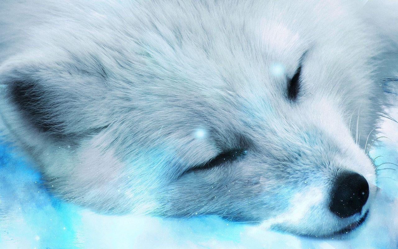 Arktischer Fuchs, Natur, Polarregion, Schnee, Tiere, 1280x800 HD Desktop