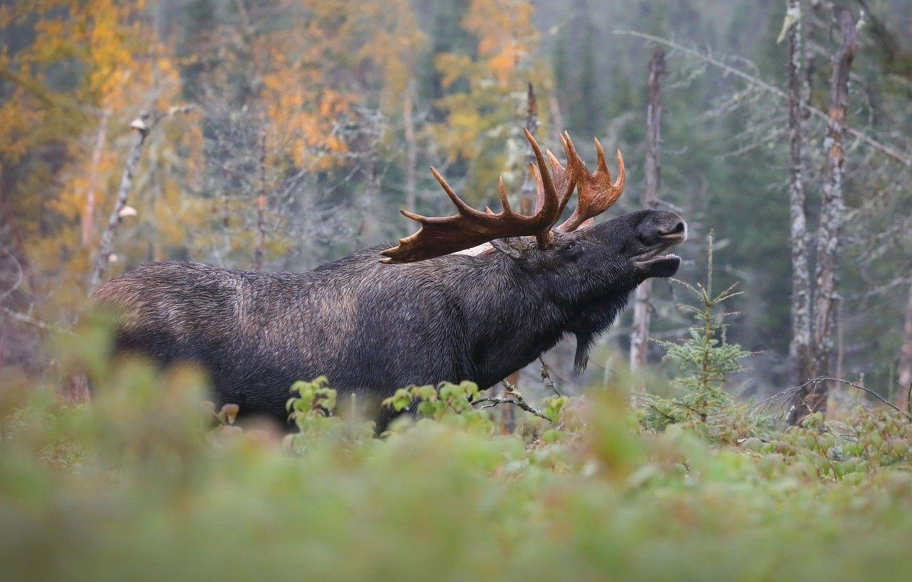 Elch, Wald, Herbst, Natur, Horn, 1340x850 HD Desktop