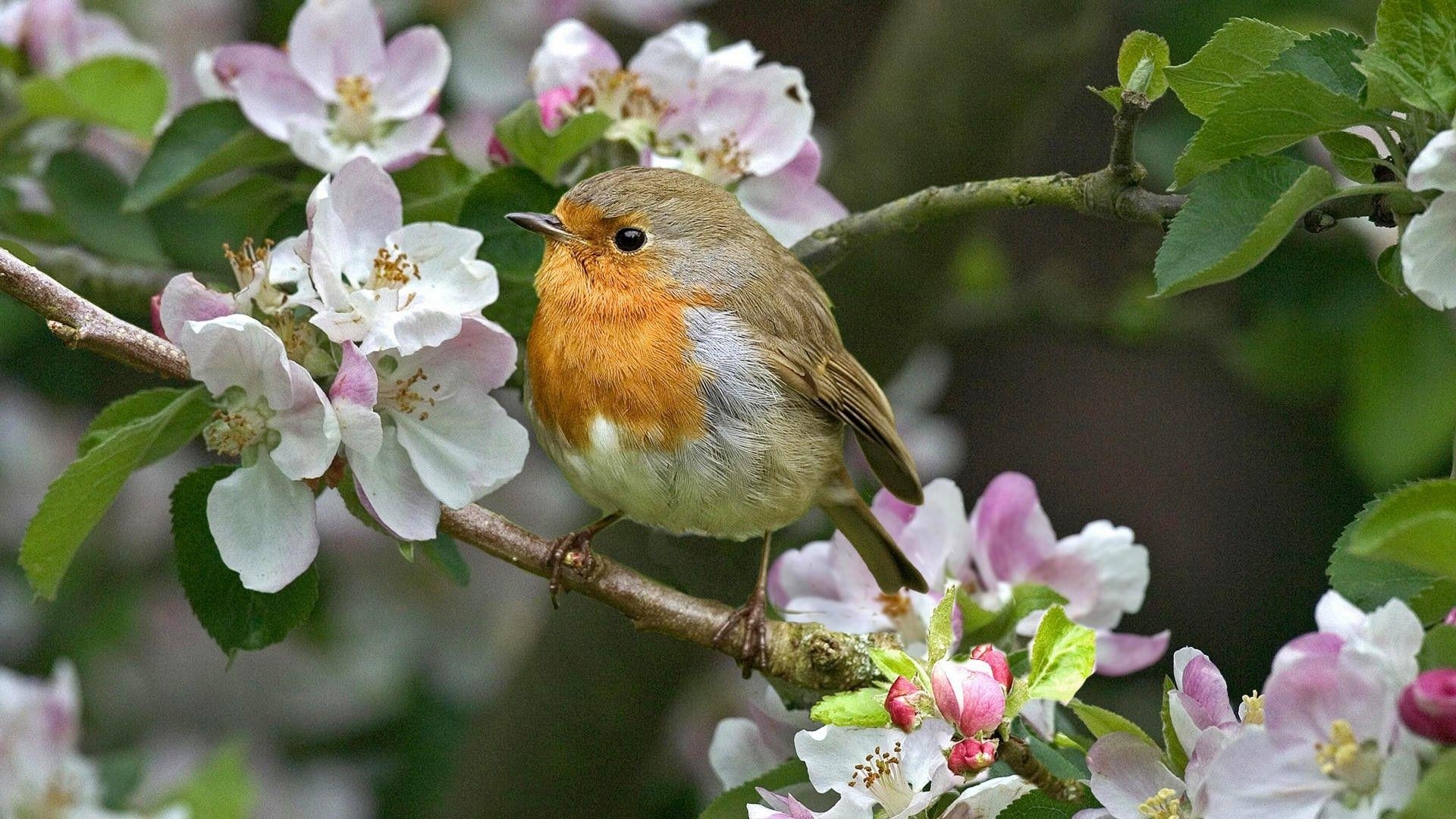 Rotkehlchen, HD, Vögel, Foto, 4K, 1920x1080 Full HD Desktop