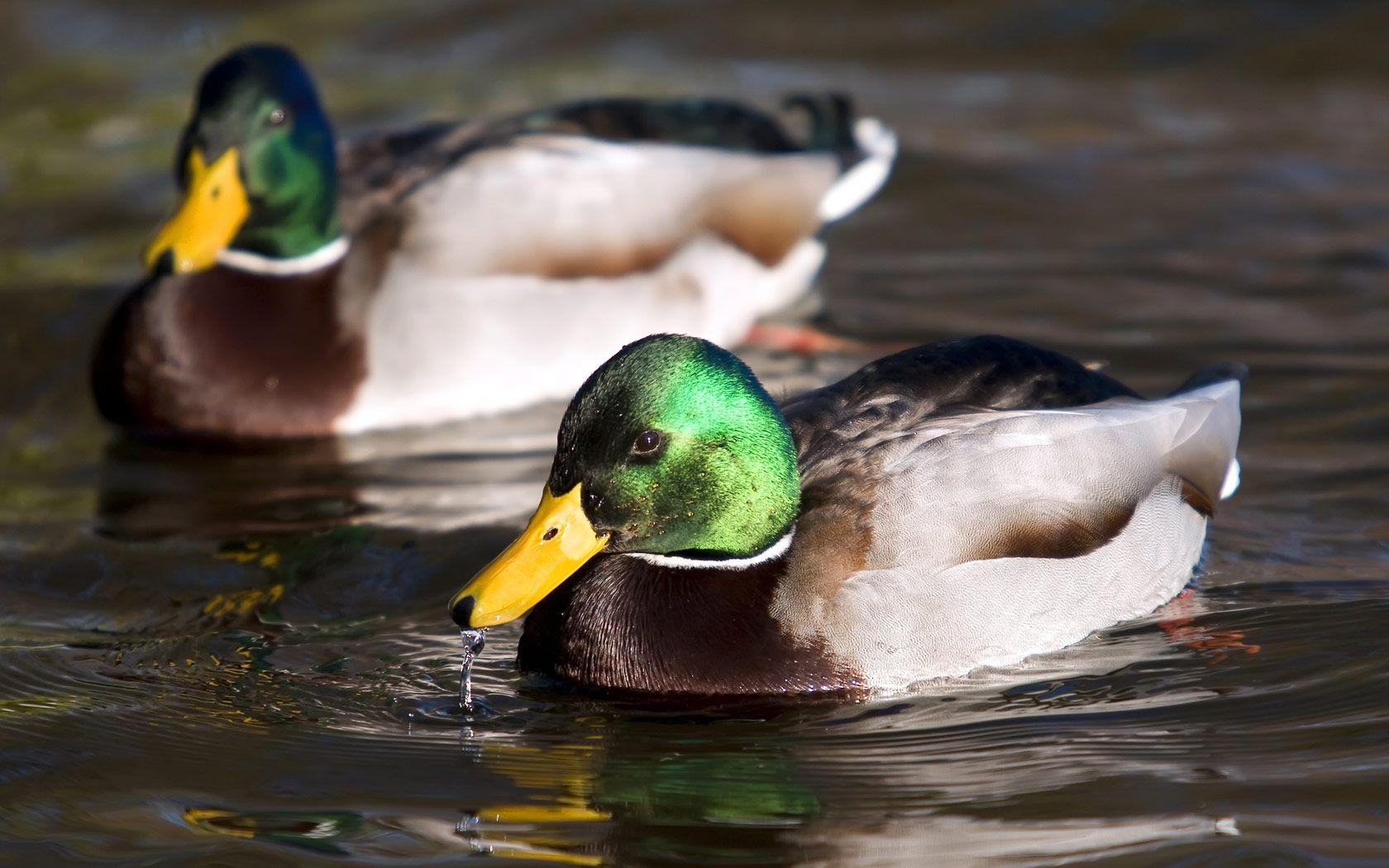 Ente, Tierbild, 1050 px, Ruhe, Schönheit, 1680x1050 HD Desktop