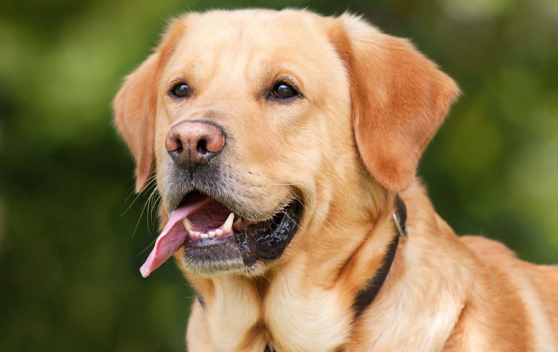 Goldener Labrador, Hunde, Tierfotografie, Haustiere, Bild, 1900x1200 HD Desktop