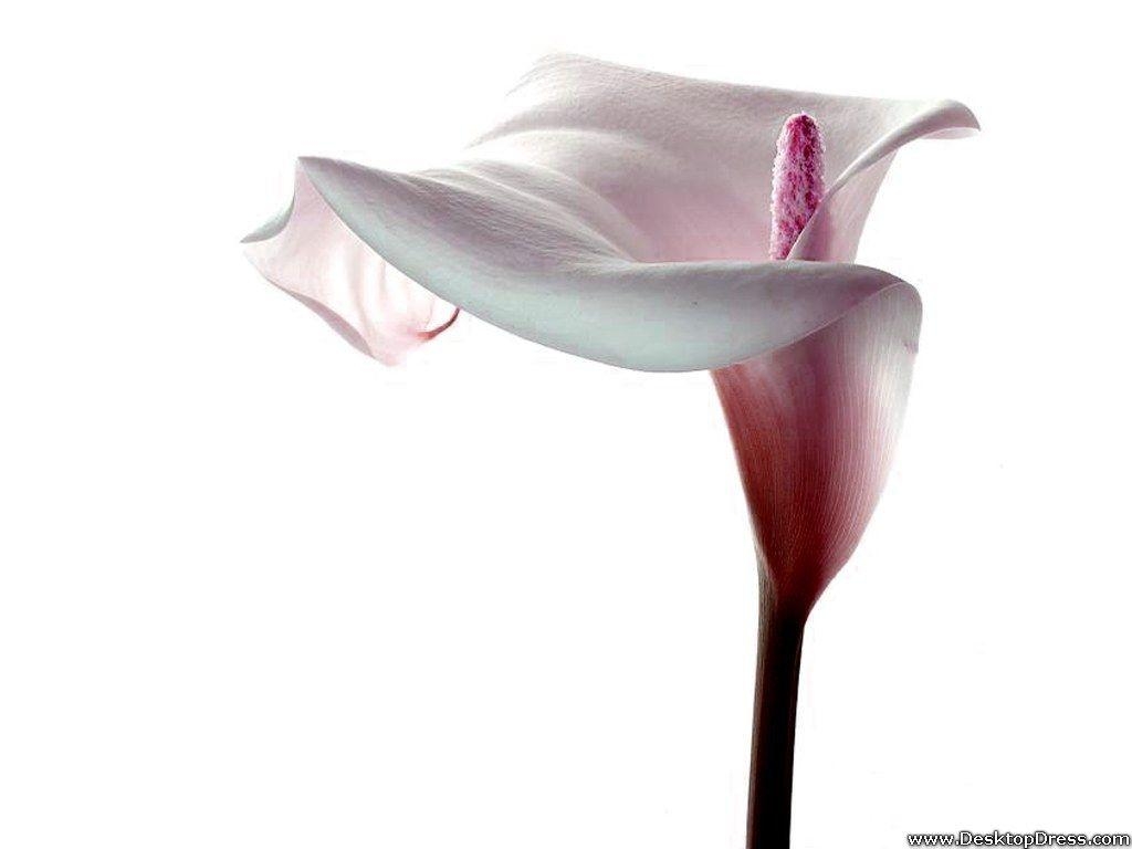 Calla-Lilie, Weiß, Blumen, Desktop, Hintergrund, 1030x770 HD Desktop