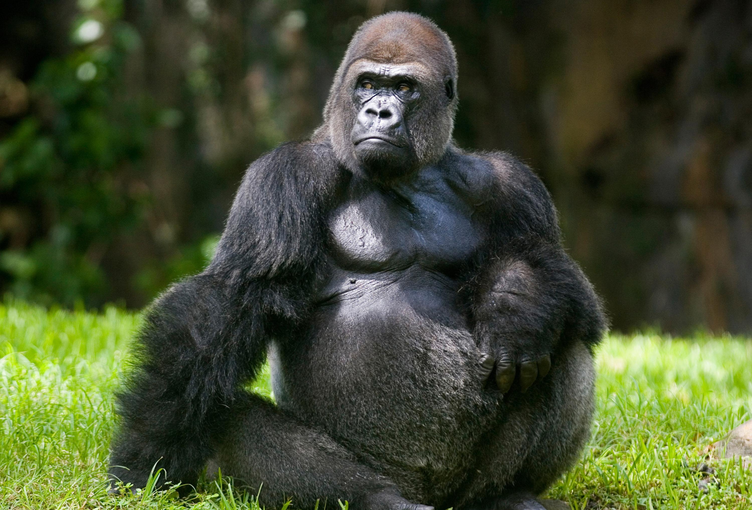 Gorilla, Tiere, Kostenlos, Bild, Natur, 3000x2040 HD Desktop