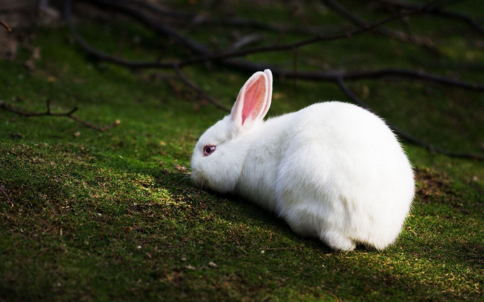 Weißes Kaninchen, Tiere, Weiße Pelz, Häschen, 1920x1200 HD Desktop