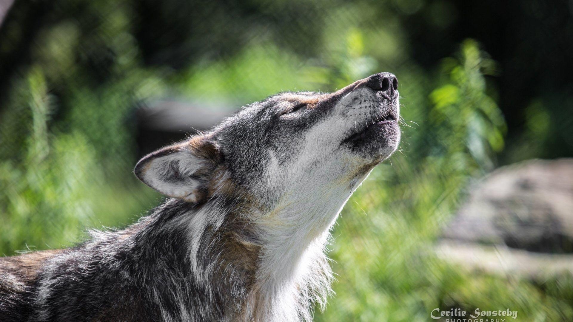 Vielfraß Tier, heulender Wolf, Vollmond, Hund, 1920x1080 Full HD Desktop