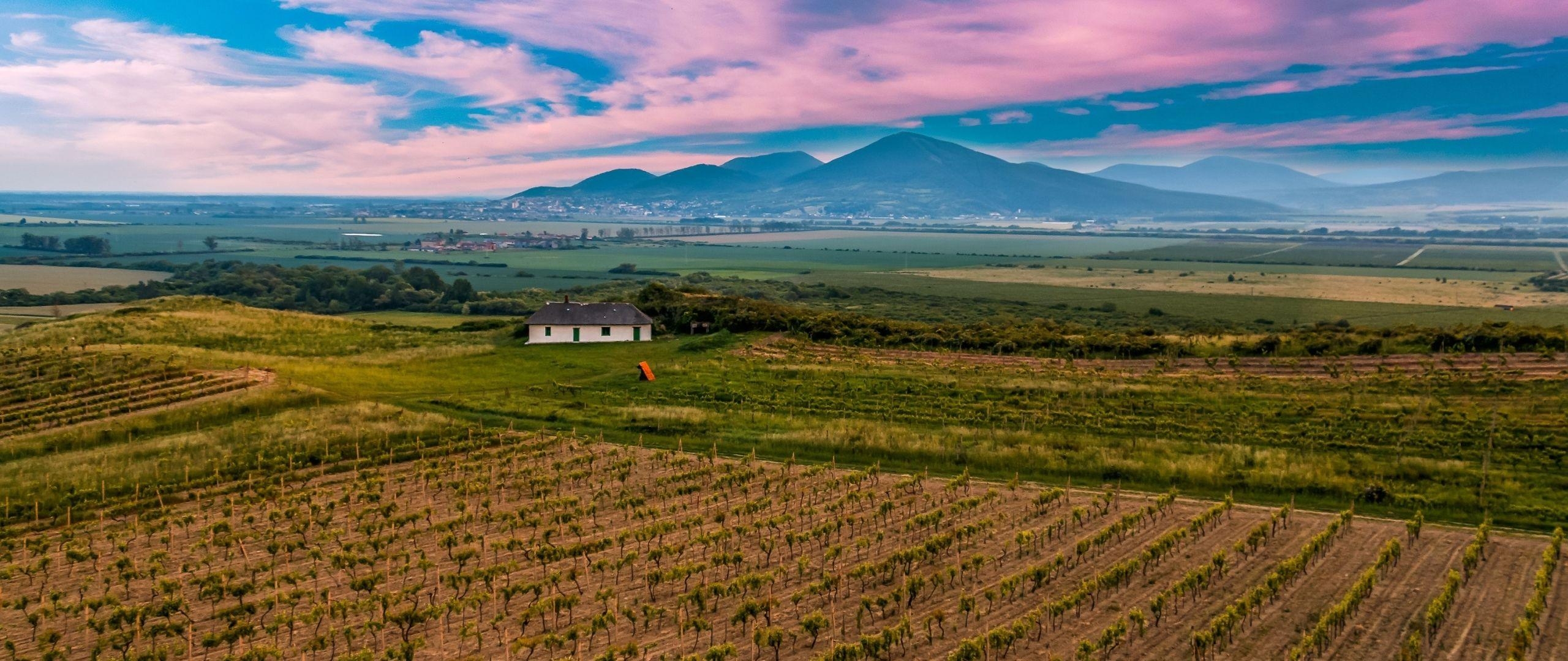 Vineyard, Slowakei, Feld, 4K, Natur, 2560x1080 Dual Screen Desktop