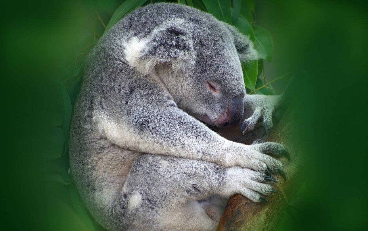 Koala, Tier, Hintergrund, Australien, Bild, 1280x810 HD Desktop