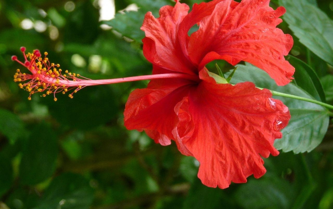 Hibiskus Blüte, Natur, bunte Blumen, exotisch, Pflanze, 1280x810 HD Desktop