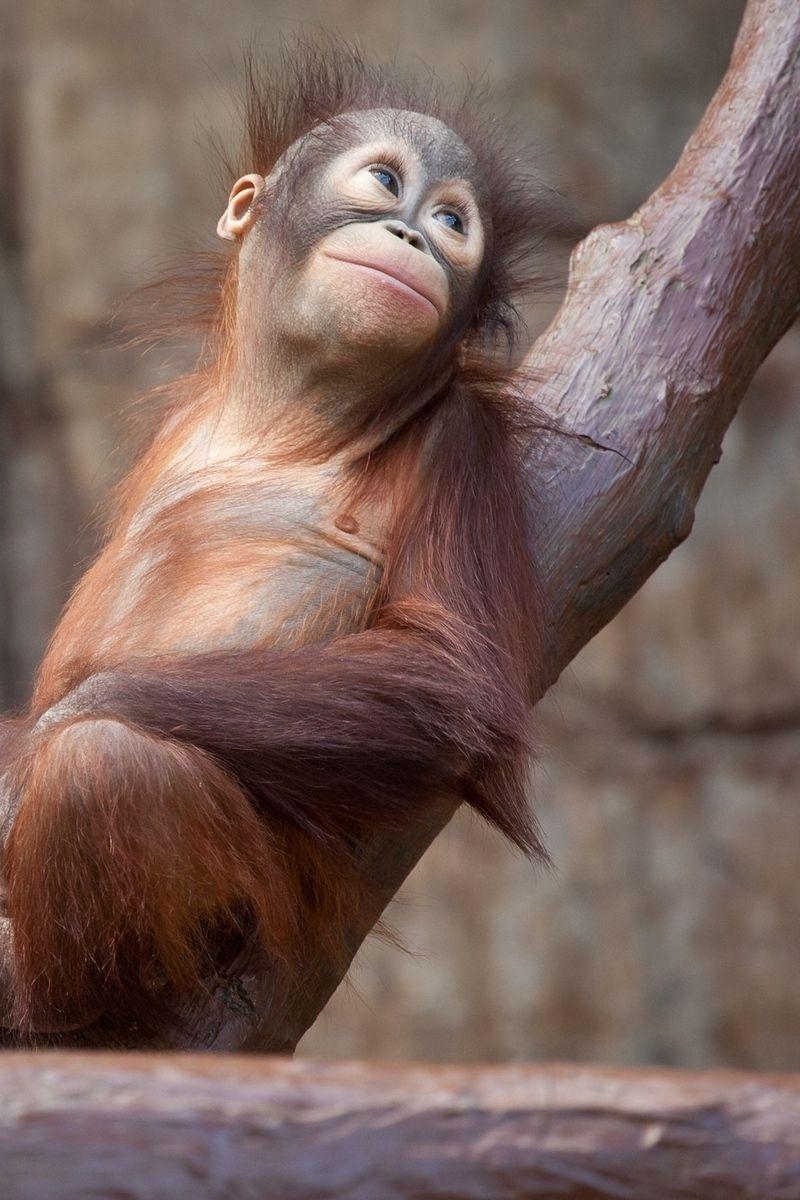 Orang-Utan, Affe, Baum, iPhone, Download, 800x1200 HD Handy