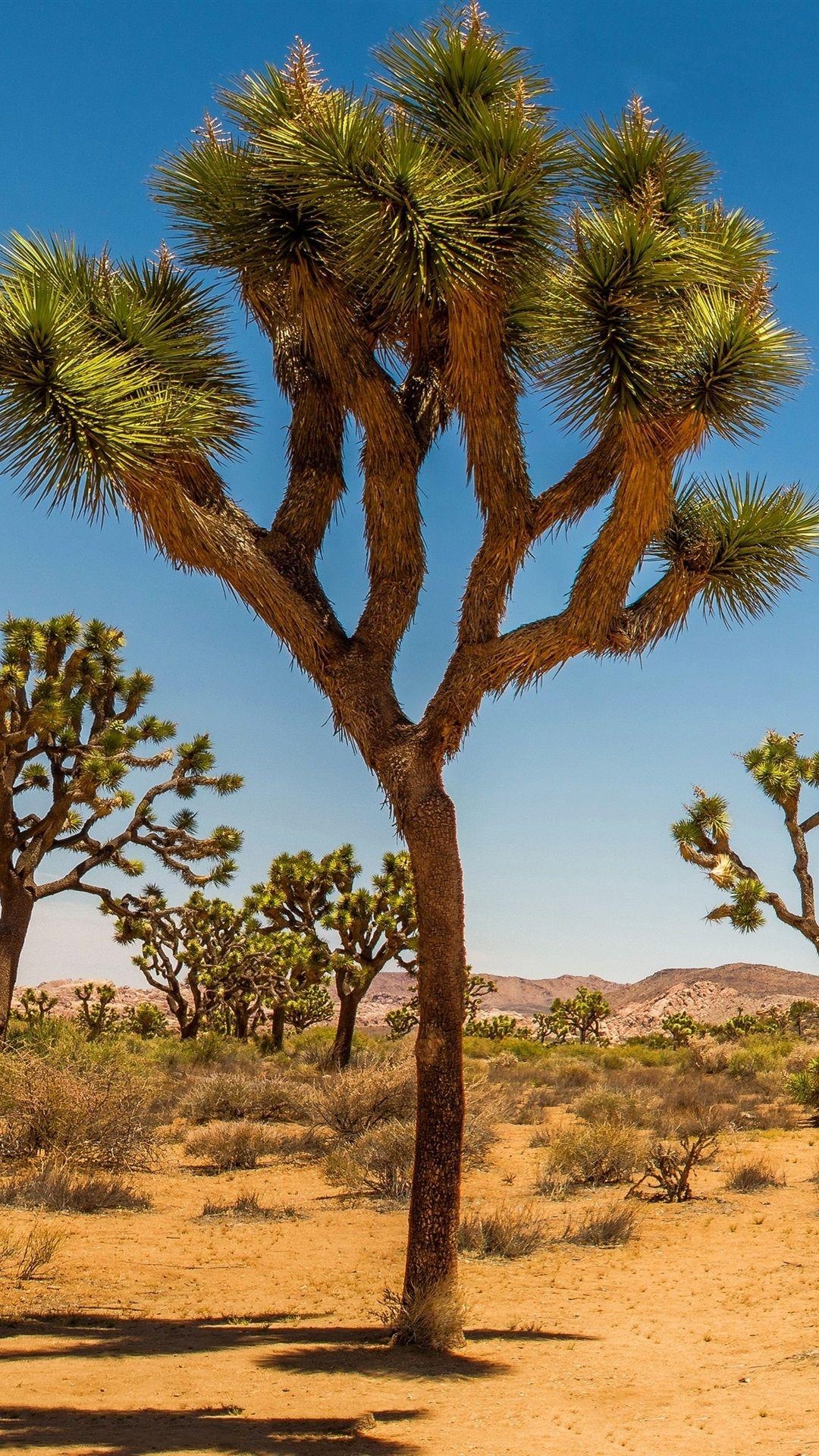 USA Wüste, Joshua Tree, Gras, Sträucher, Bäume, 1080x1920 Full HD Handy