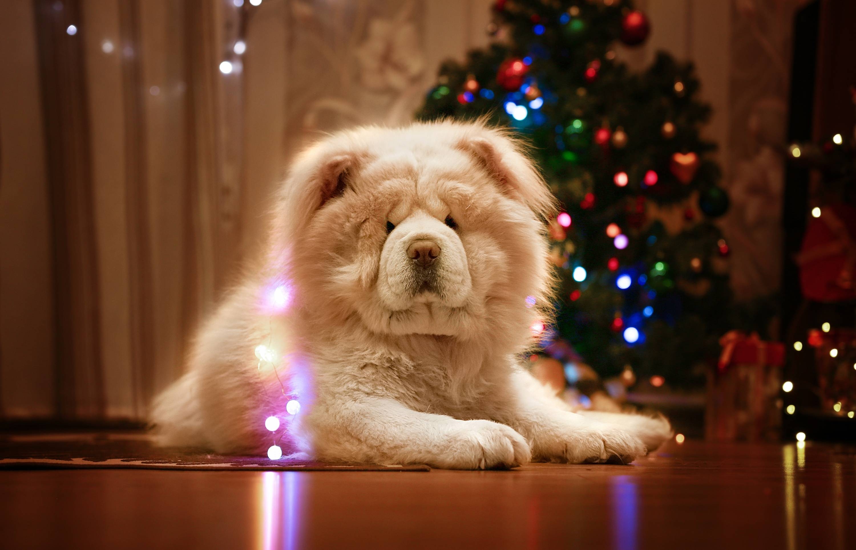 Chow Chow, Wallpaper, 111 MB, Tiere, Hund, 3000x1930 HD Desktop