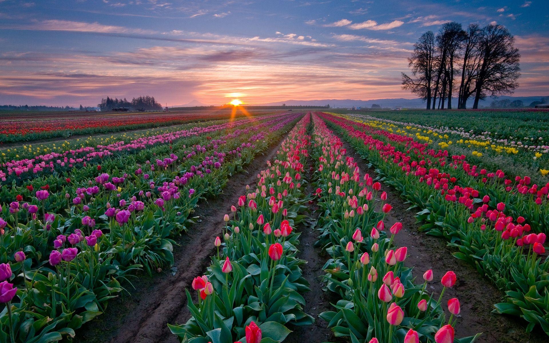 Tulpe Natur, täglich, Feld, Zeitvertreib, Frühlingsfarben, 1920x1200 HD Desktop