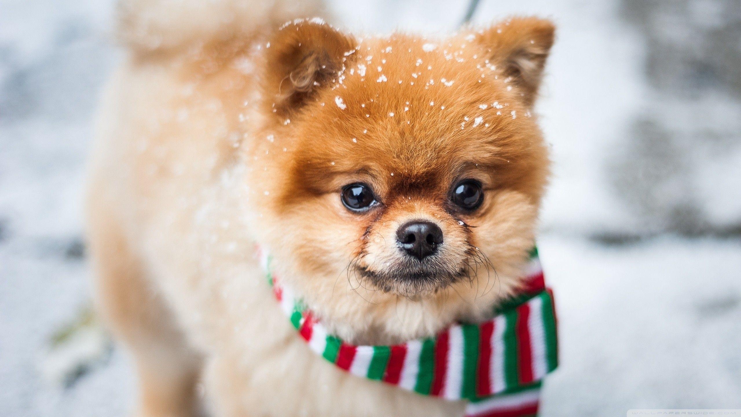 Pomeranian, Flauschig, Hunde, Haustiere, Hintergrundbild, 2560x1440 HD Desktop