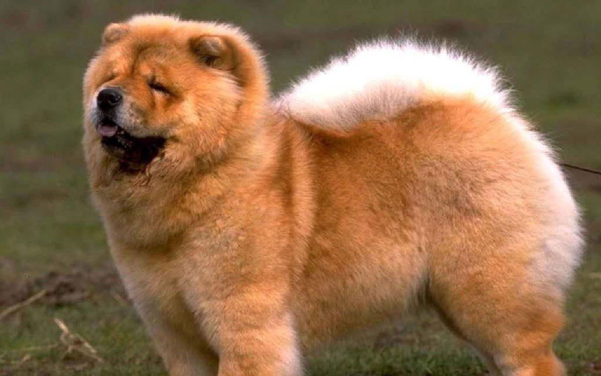 Chow Chow, Tiere, Hund, Bild, Wallpaper, 2560x1600 HD Desktop