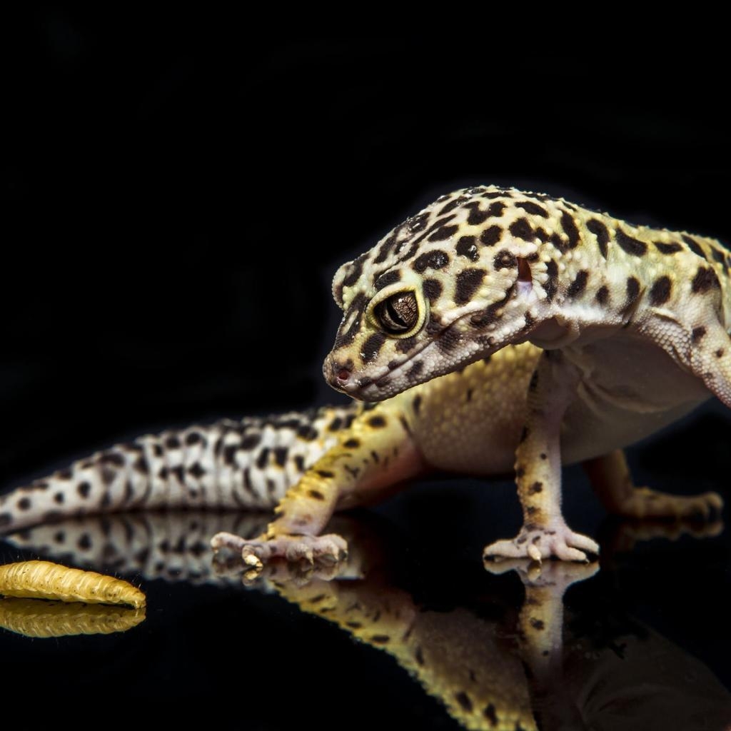 Gecko, Tier, Hintergrund, 14x1600, Reptil, 1030x1030 HD Handy