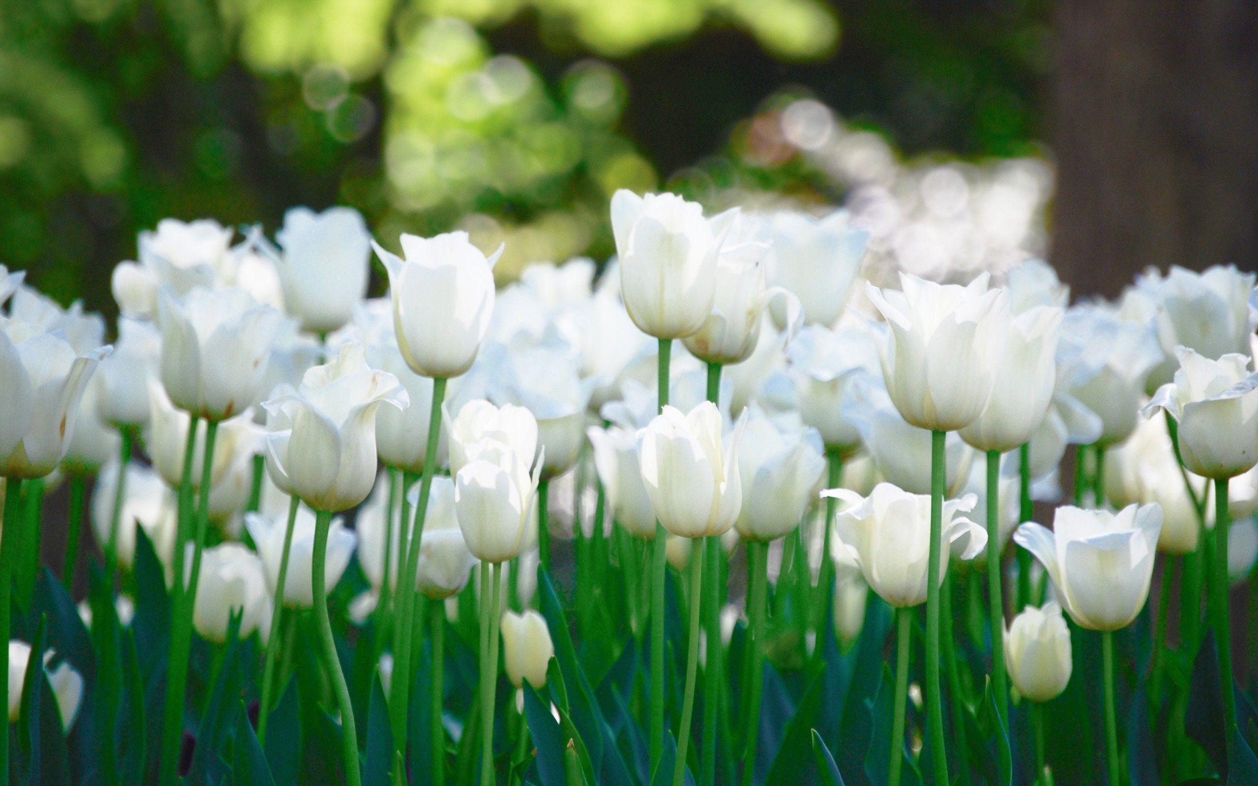 Tulpe Natur, weiße Blumen, schön, grün, Frühling, 2560x1600 HD Desktop