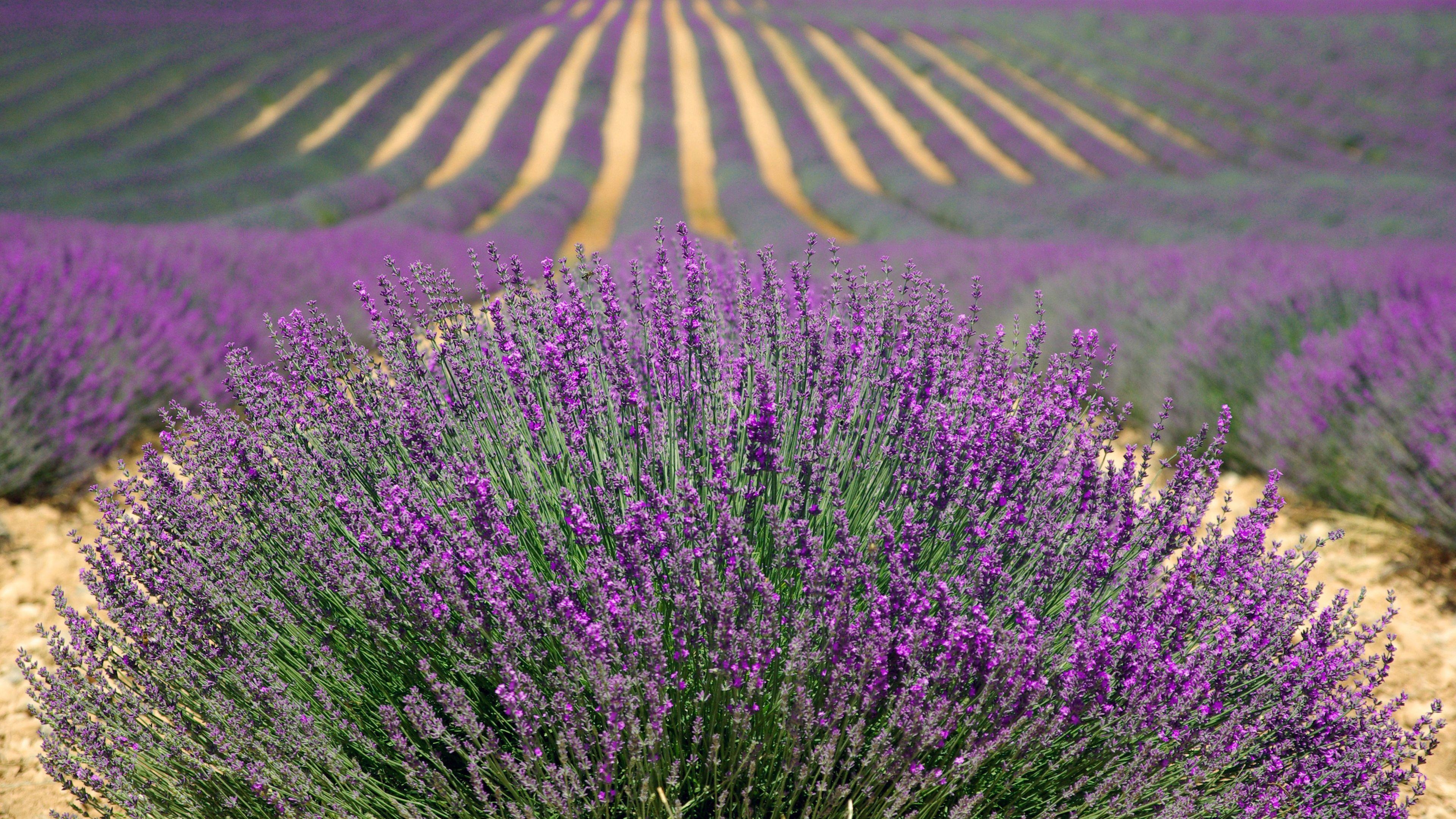 Lavendel, Chromebook, Natur, Lila, Hintergrund, 3840x2160 4K Desktop