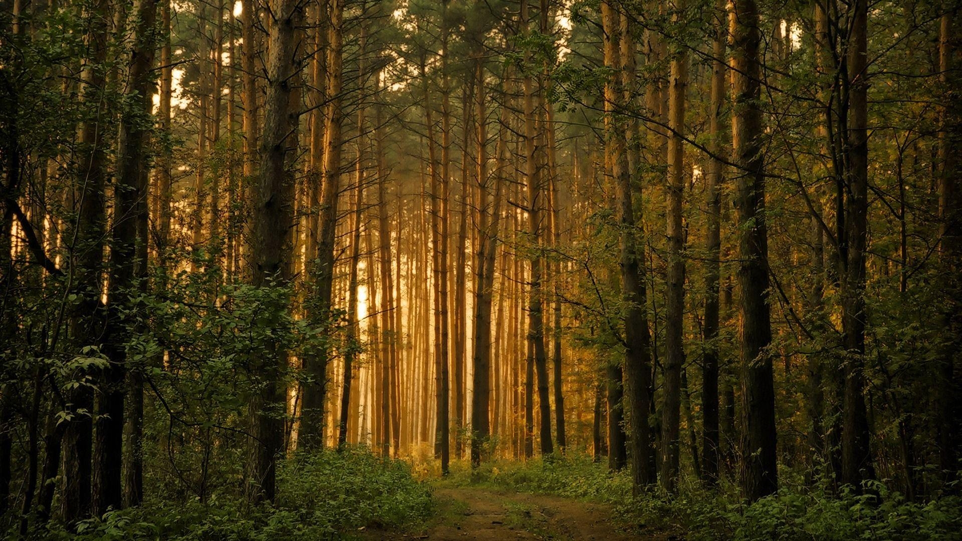 Wald, Bäume, Landschaft, Natur, JPG, 1920x1080 Full HD Desktop