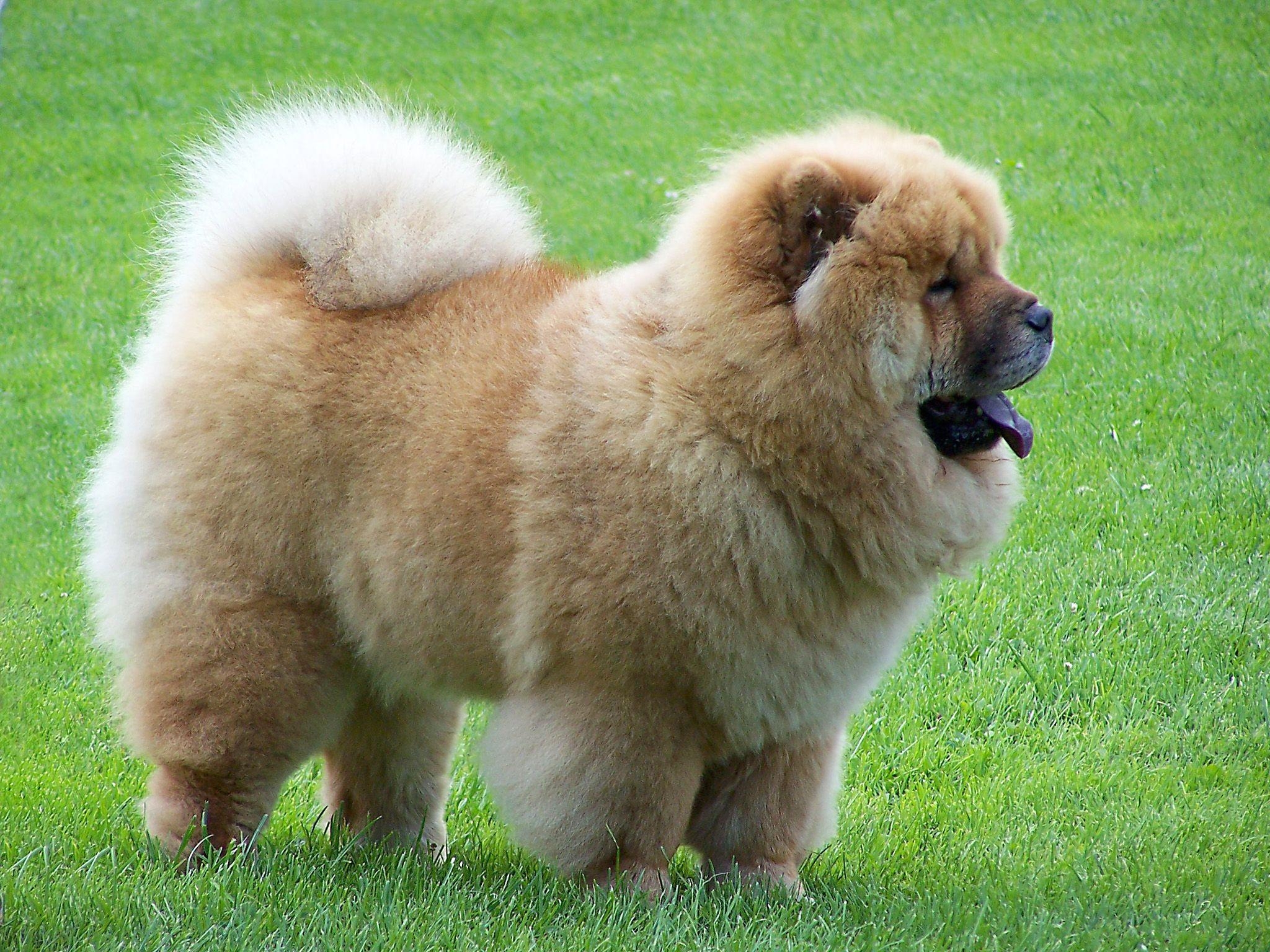 Chow Chow, Tier, Hund, Bild, Welpe, 2050x1540 HD Desktop