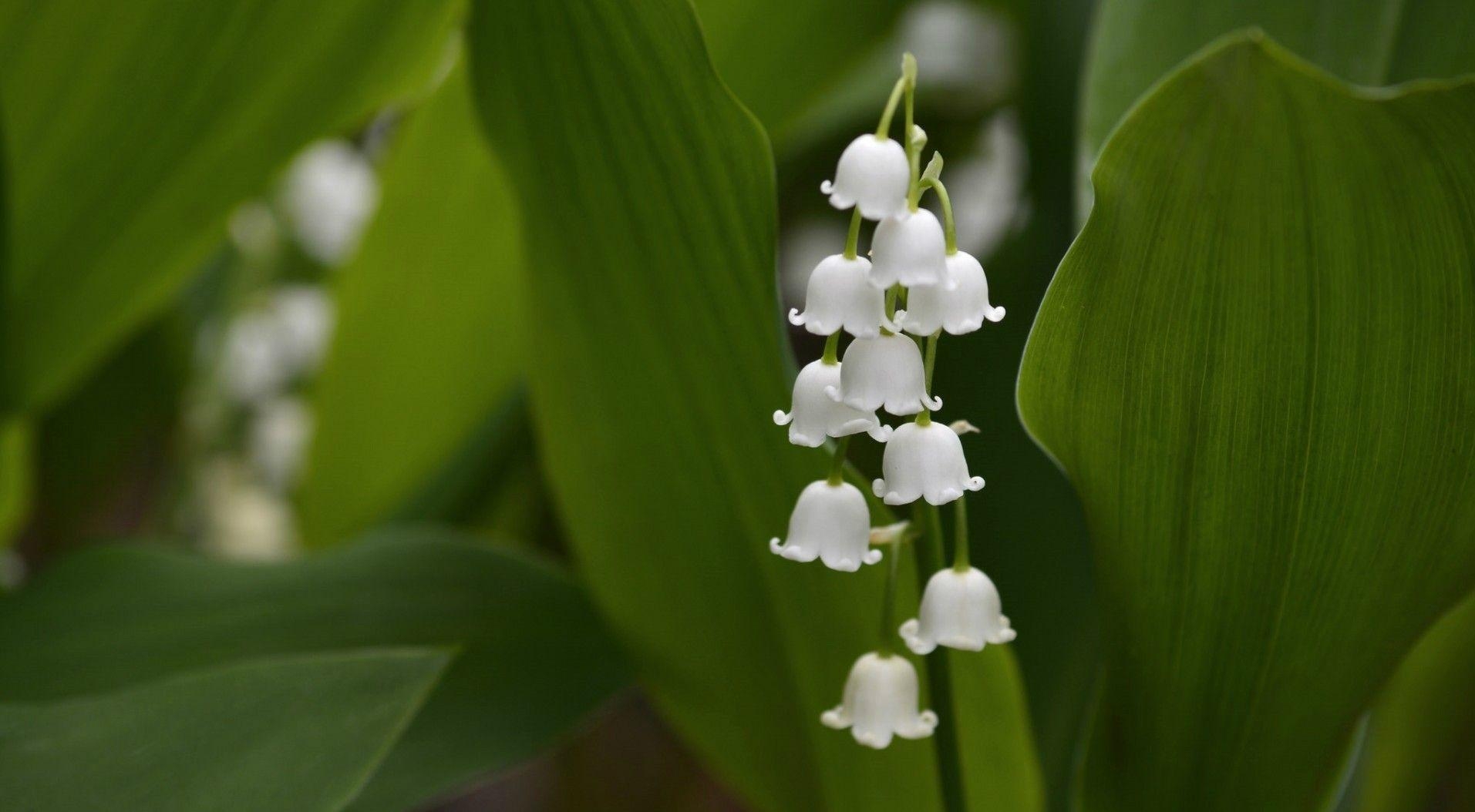 Maiglöckchen, Desktopbild, Naturlandschaft, Blumenpracht, Frühling, 1920x1060 HD Desktop