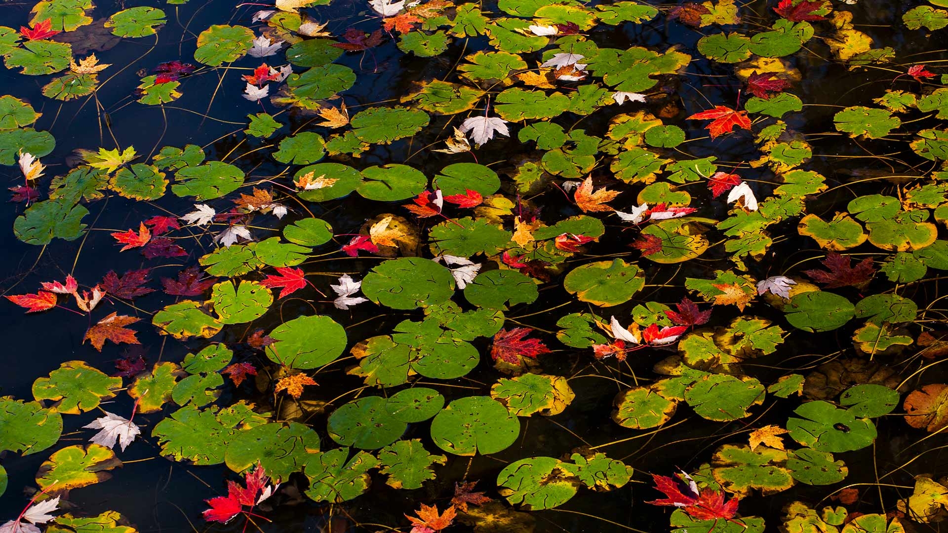 Herbst, Seerosen, Natur, Wasser, Blätter, 1920x1080 Full HD Desktop