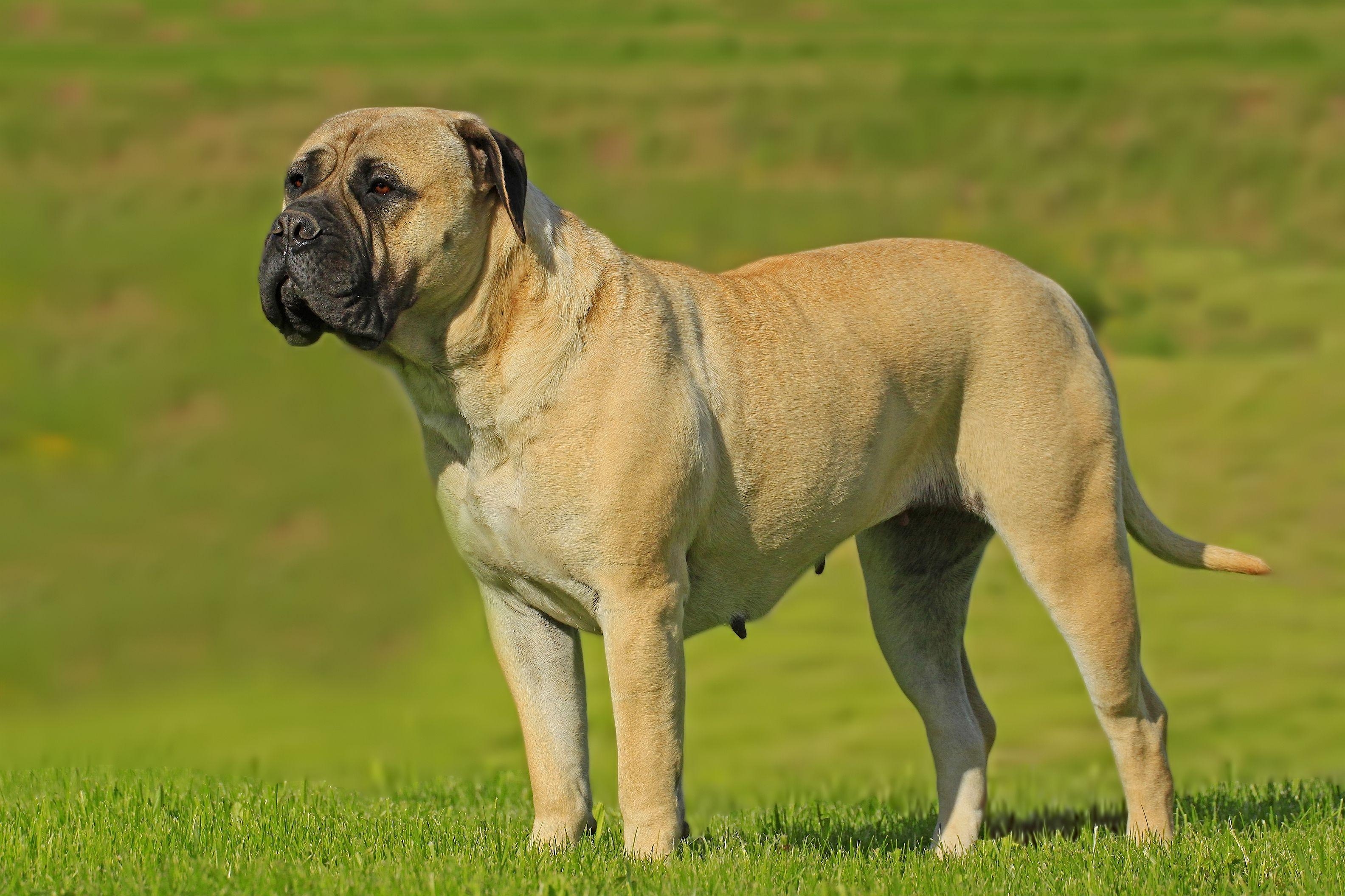 Bullmastiff, Hund, Rasse, Eigenschaften, Pflege, 3170x2120 HD Desktop