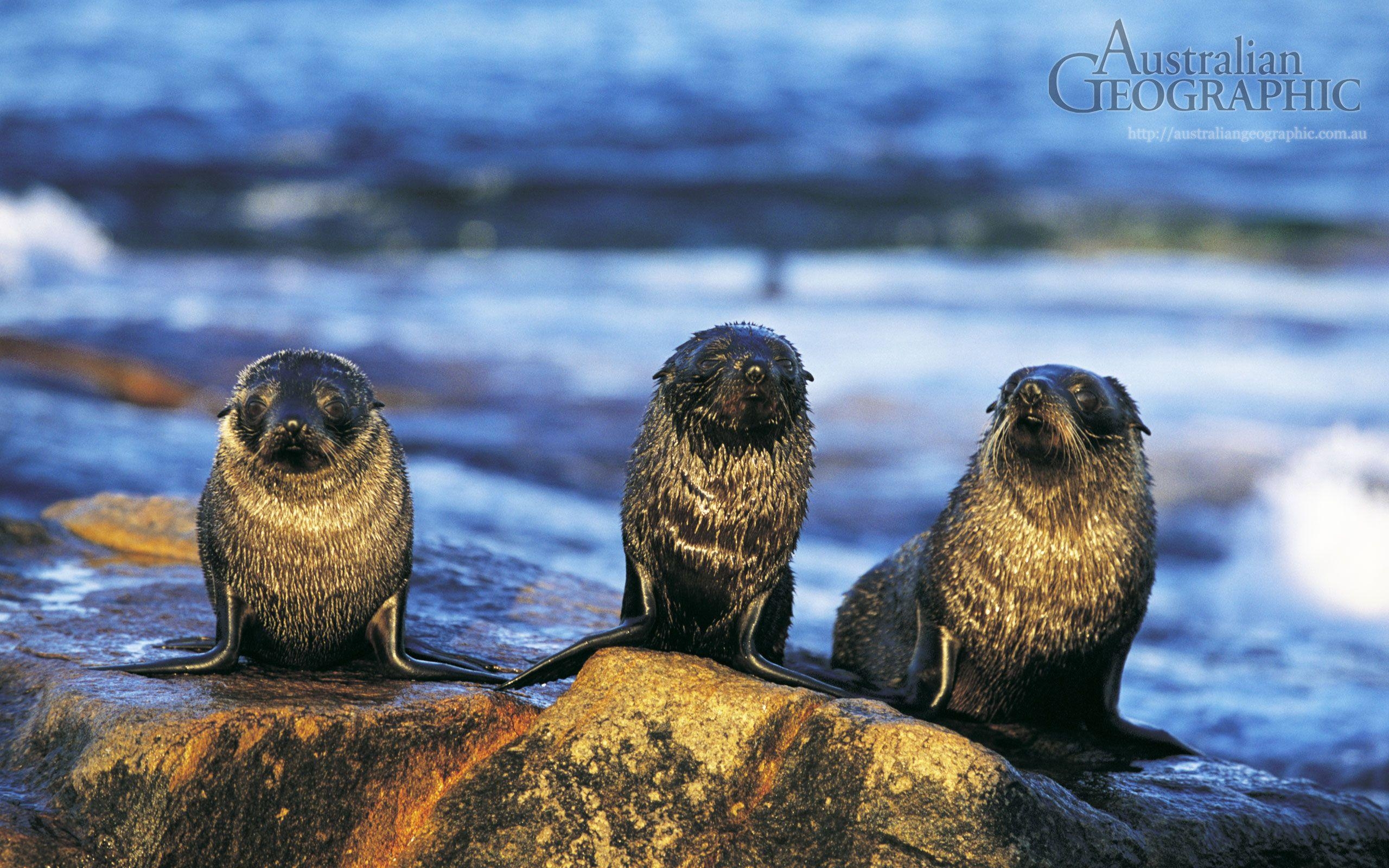 Seebär, Jungtiere, Robben, Tiere, Meer, 2560x1600 HD Desktop