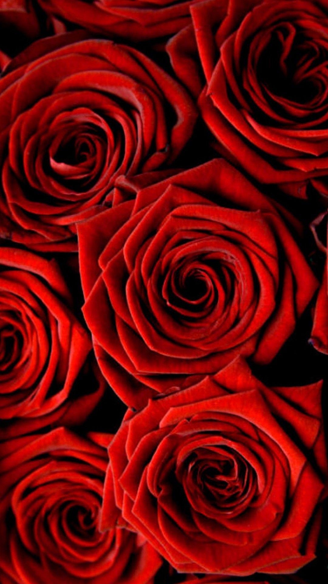 Rose, iPhone, Hintergrund, Natur, Schönheit, 1080x1920 Full HD Handy